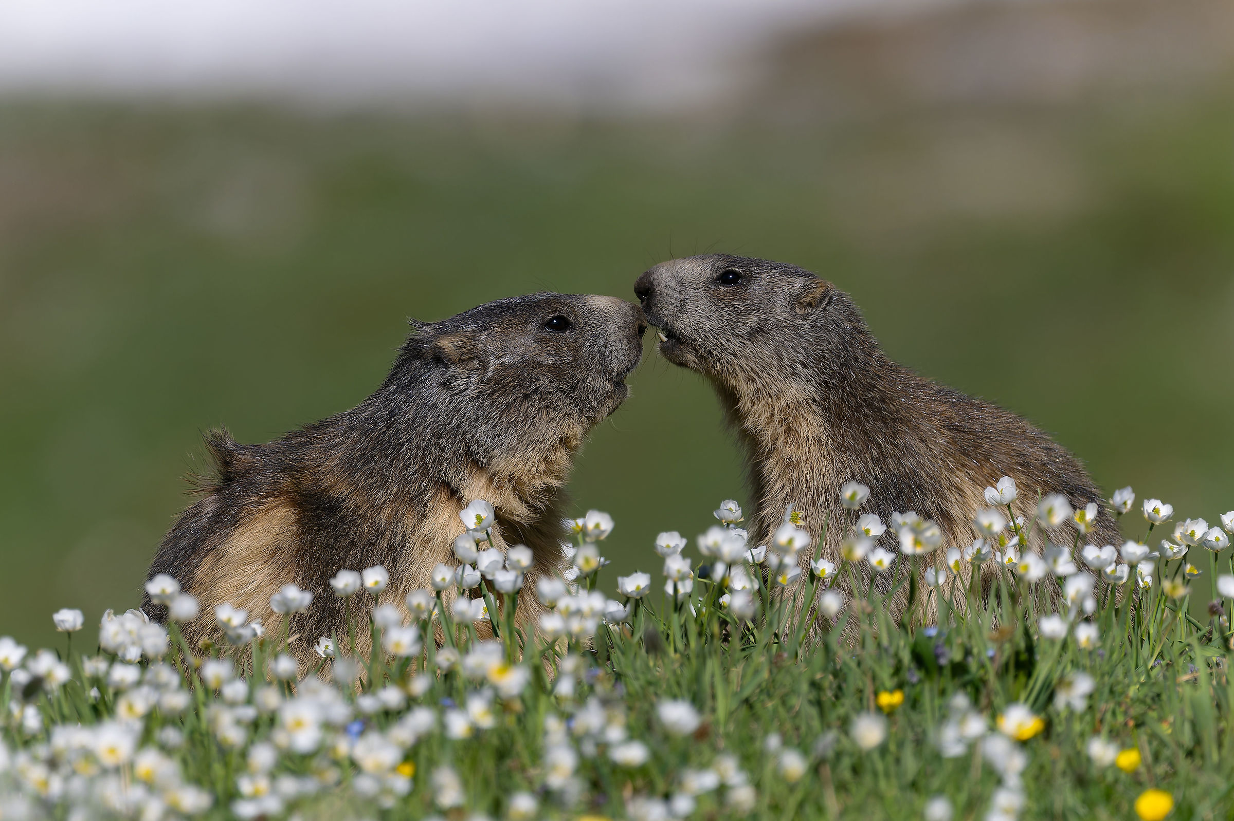 Marmotta - Parco Nazionale del Gran Paradiso -Piemonte