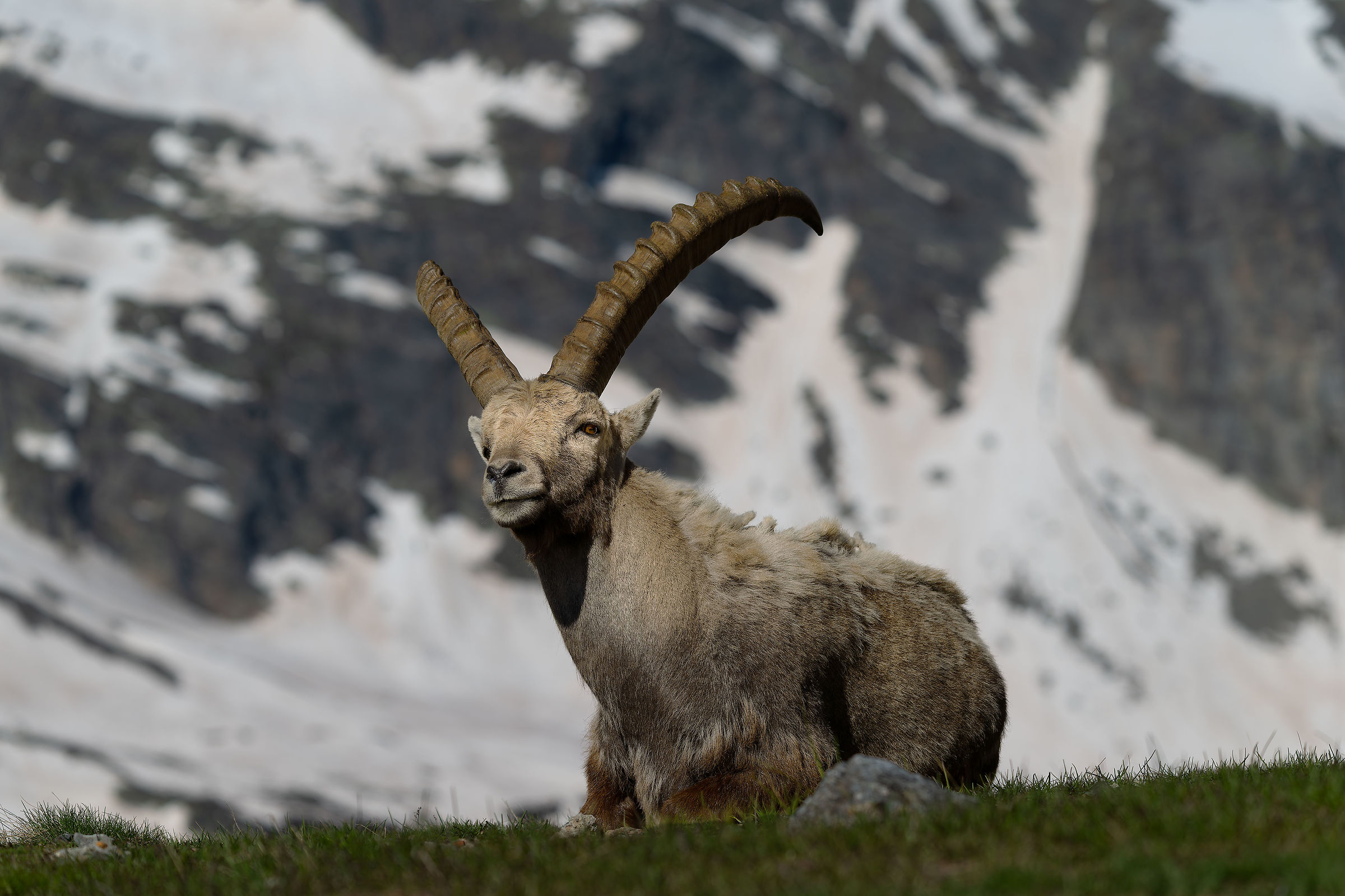 Stambecco - Parco Nazionale del Gran Paradiso -Piemonte