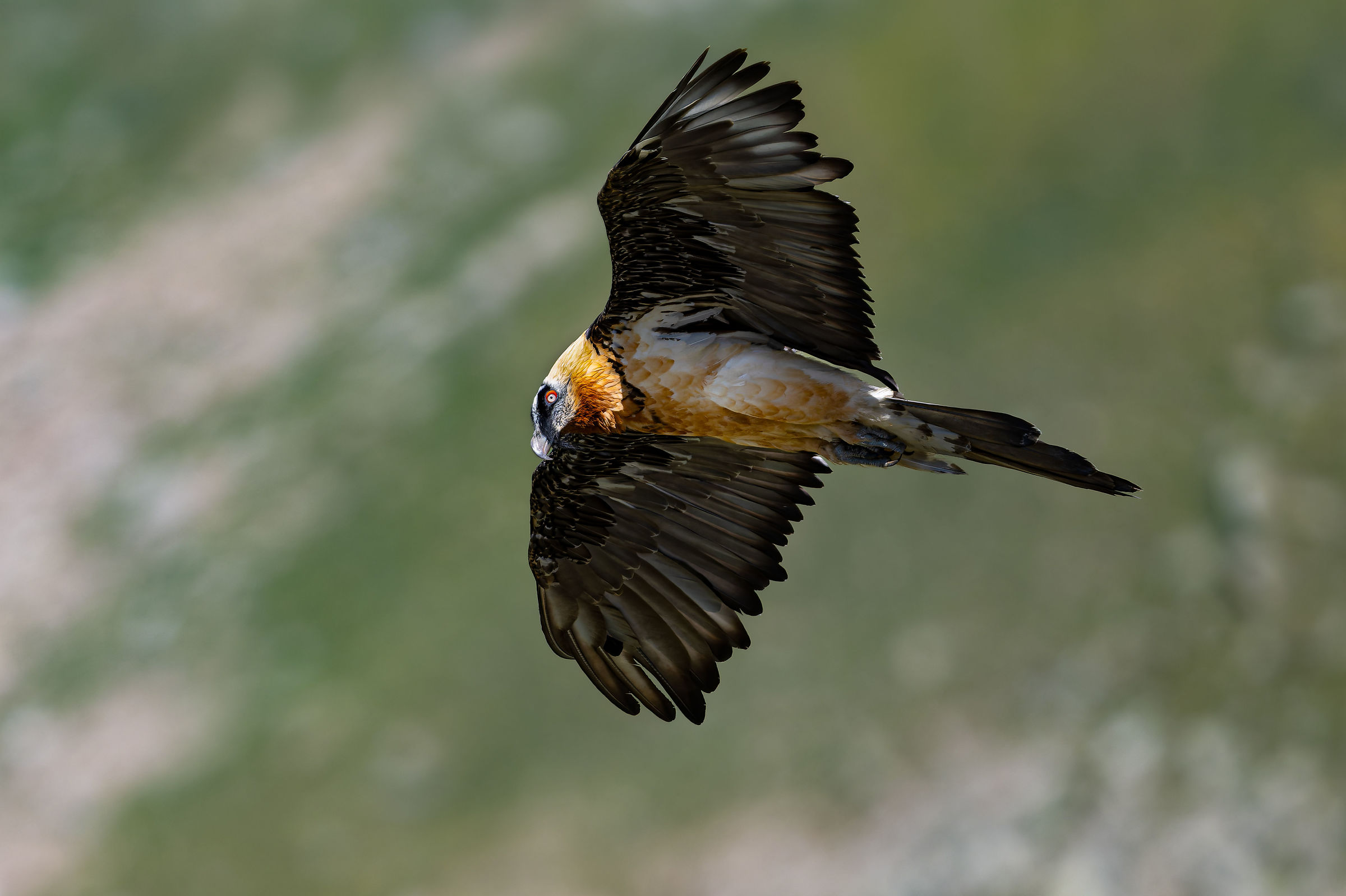 Gypaetus Barbatus - Parco Nazionale Gran Paradiso
