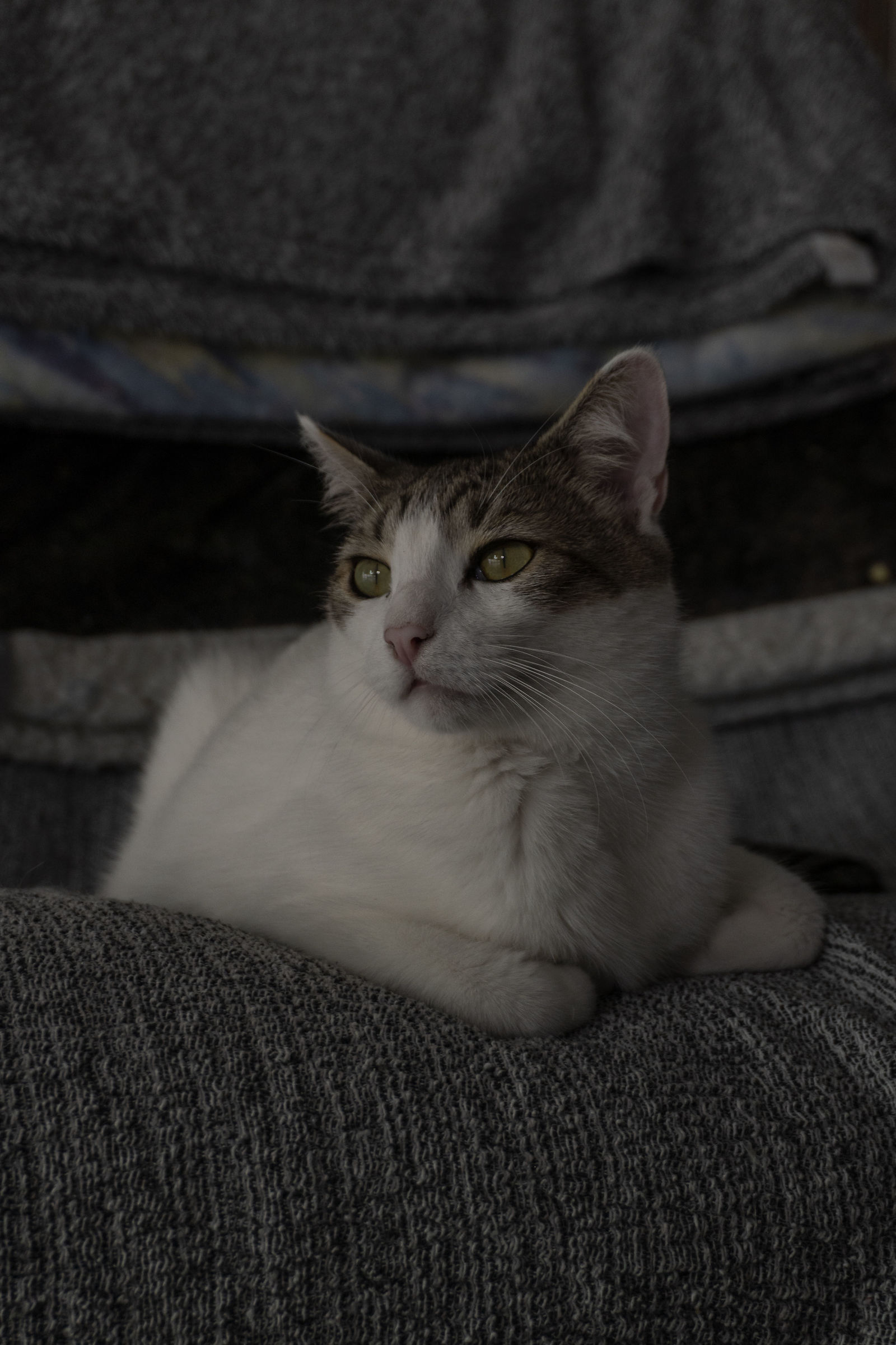 Fluffy