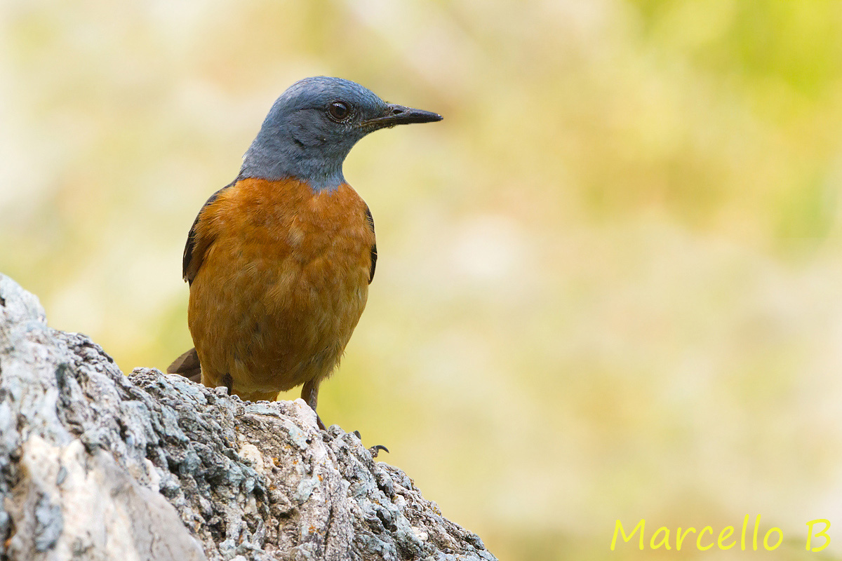 Codirossone - Alpi Apuane .