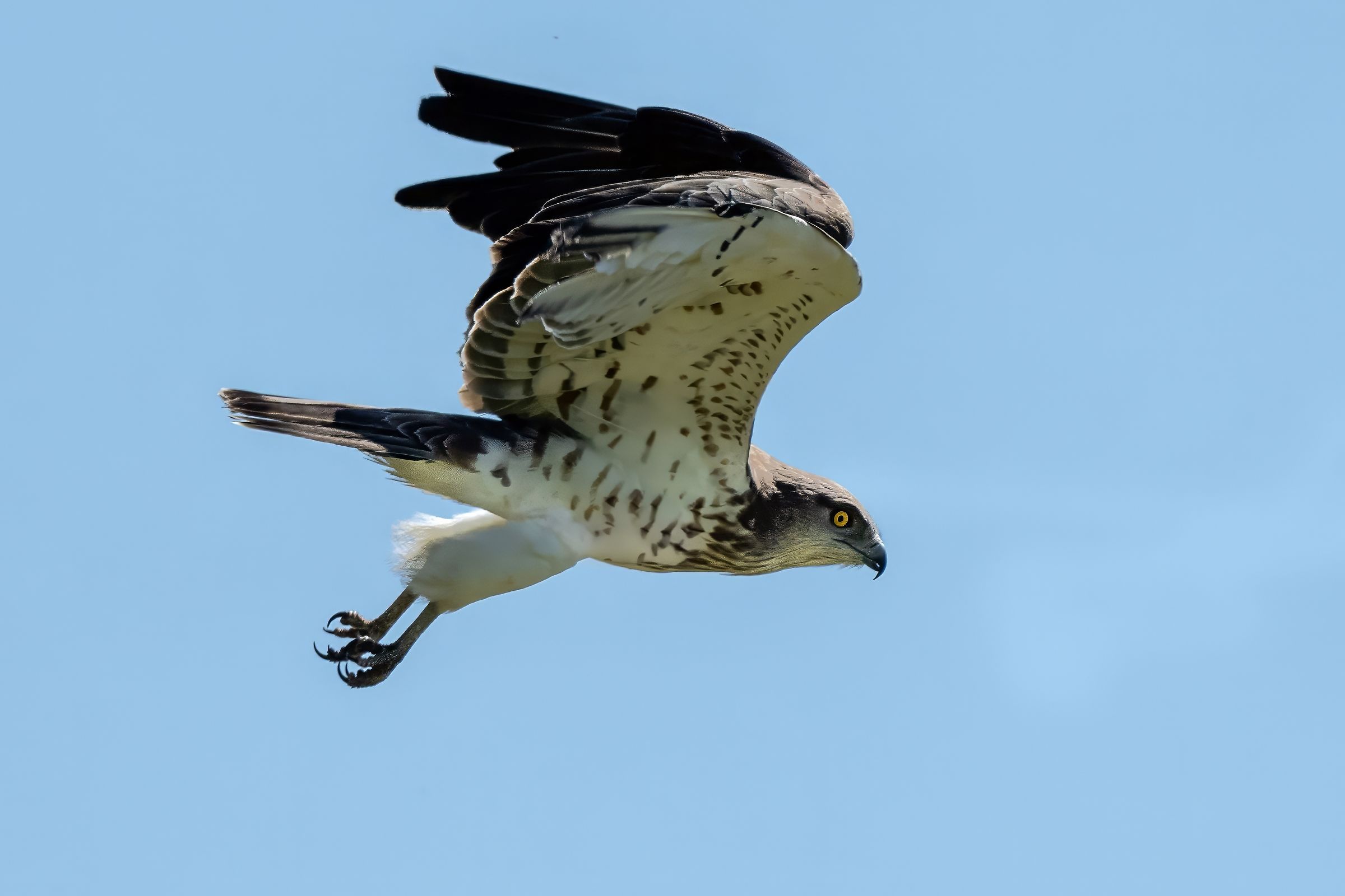 Short-toed Eagle (Circaetus gallicus)