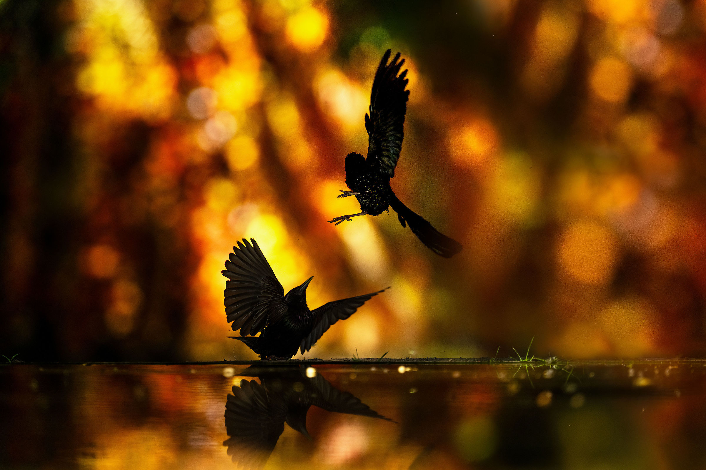 Backlight Transfers