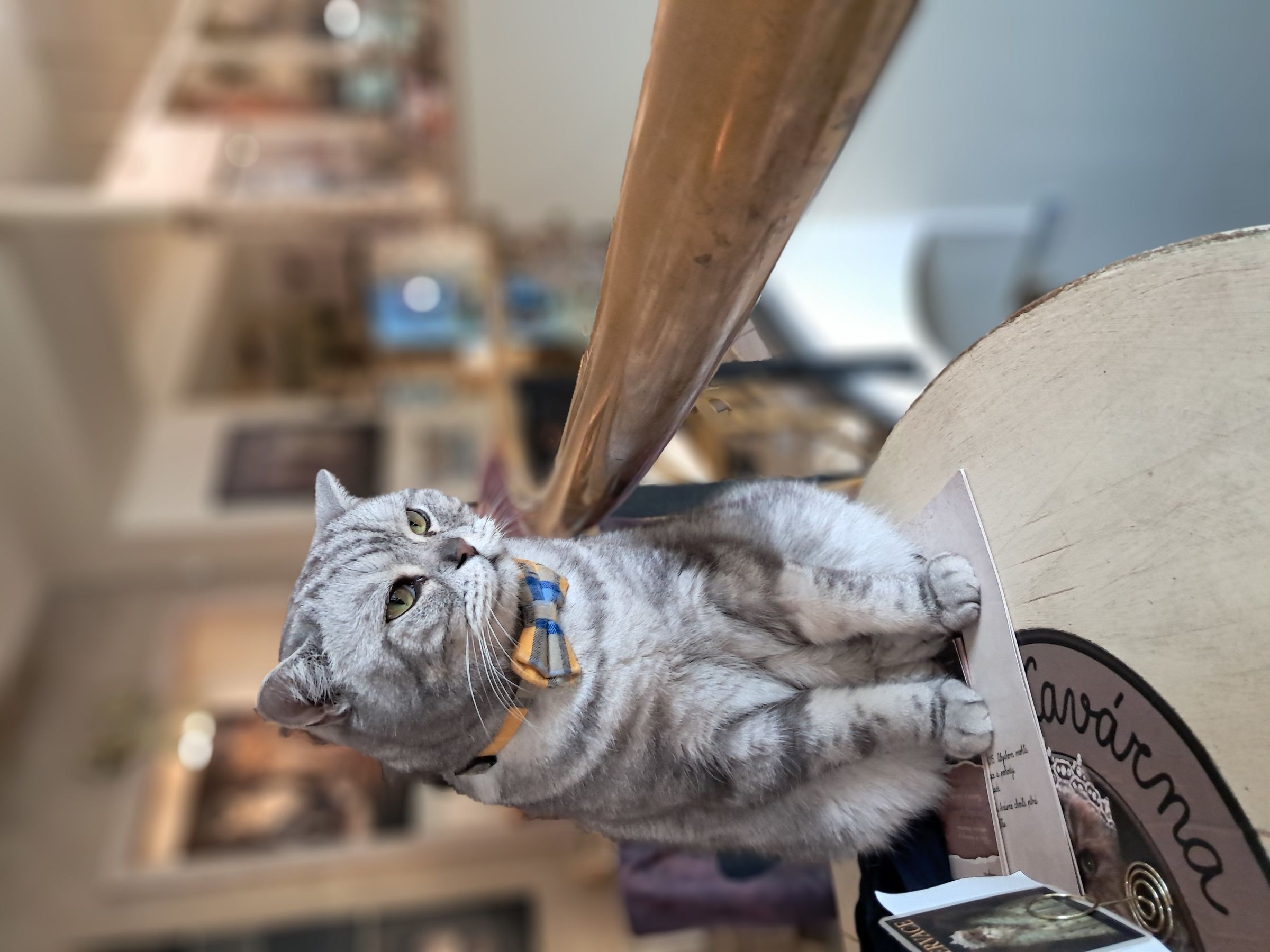 Cat Cafe Prague