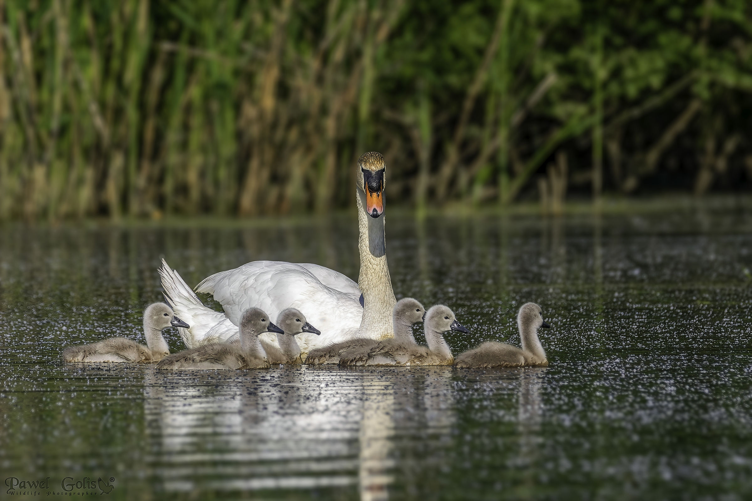 Mute swans (Cygnus olor)