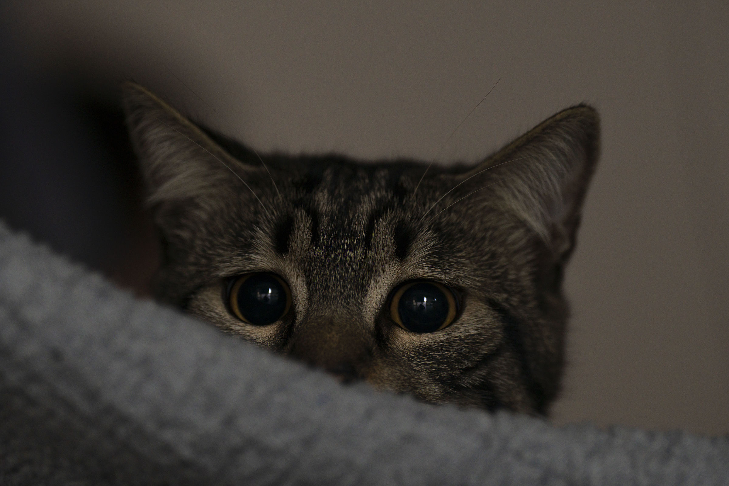 Abby
