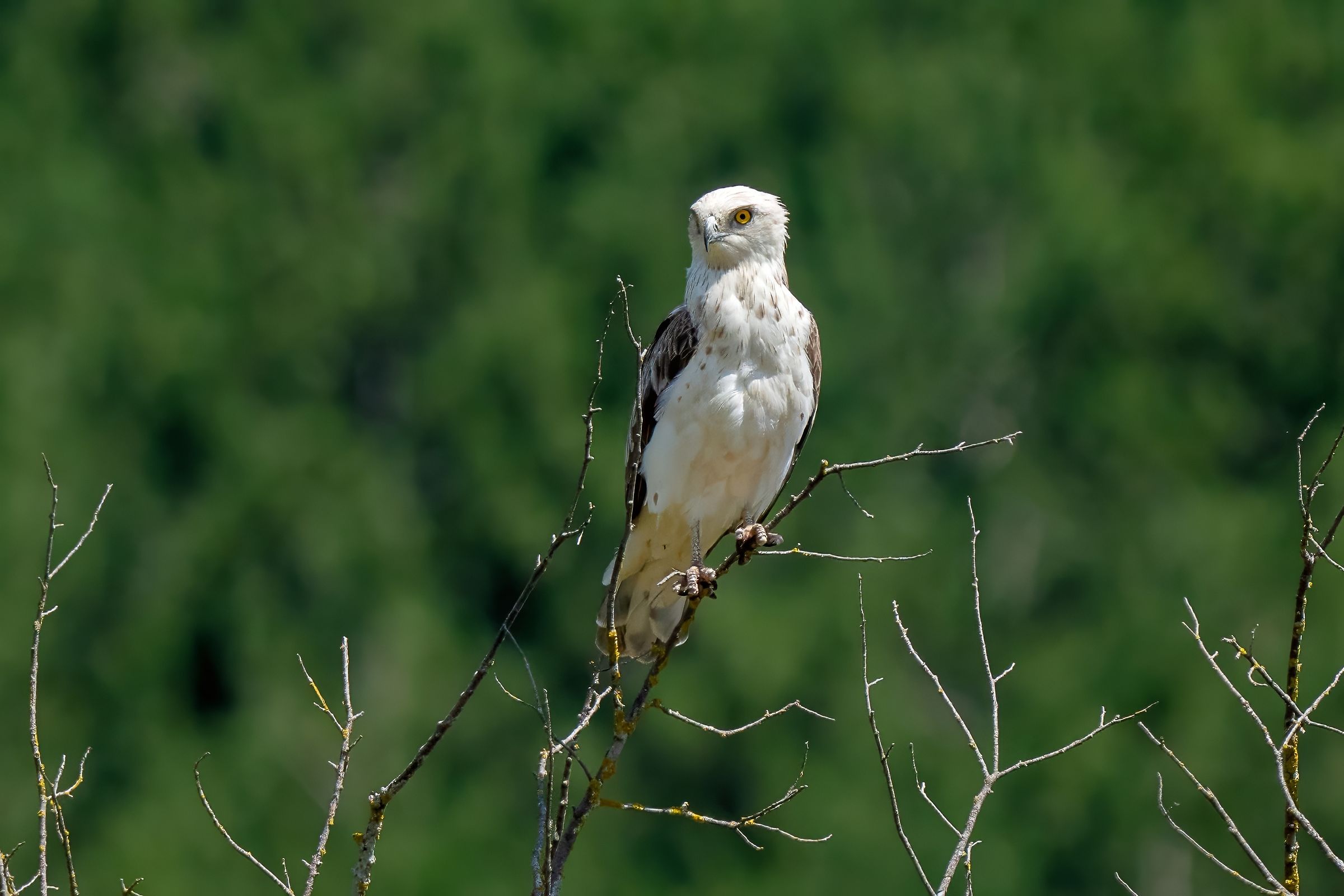 Never seen so white ........ Short-toed Eagle