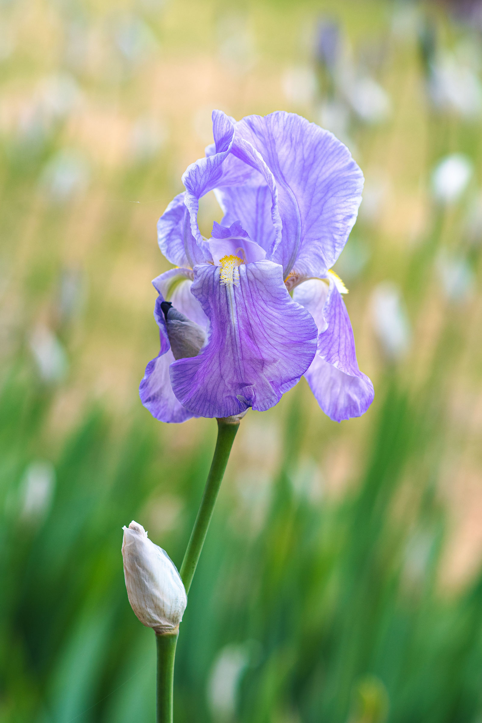 iris