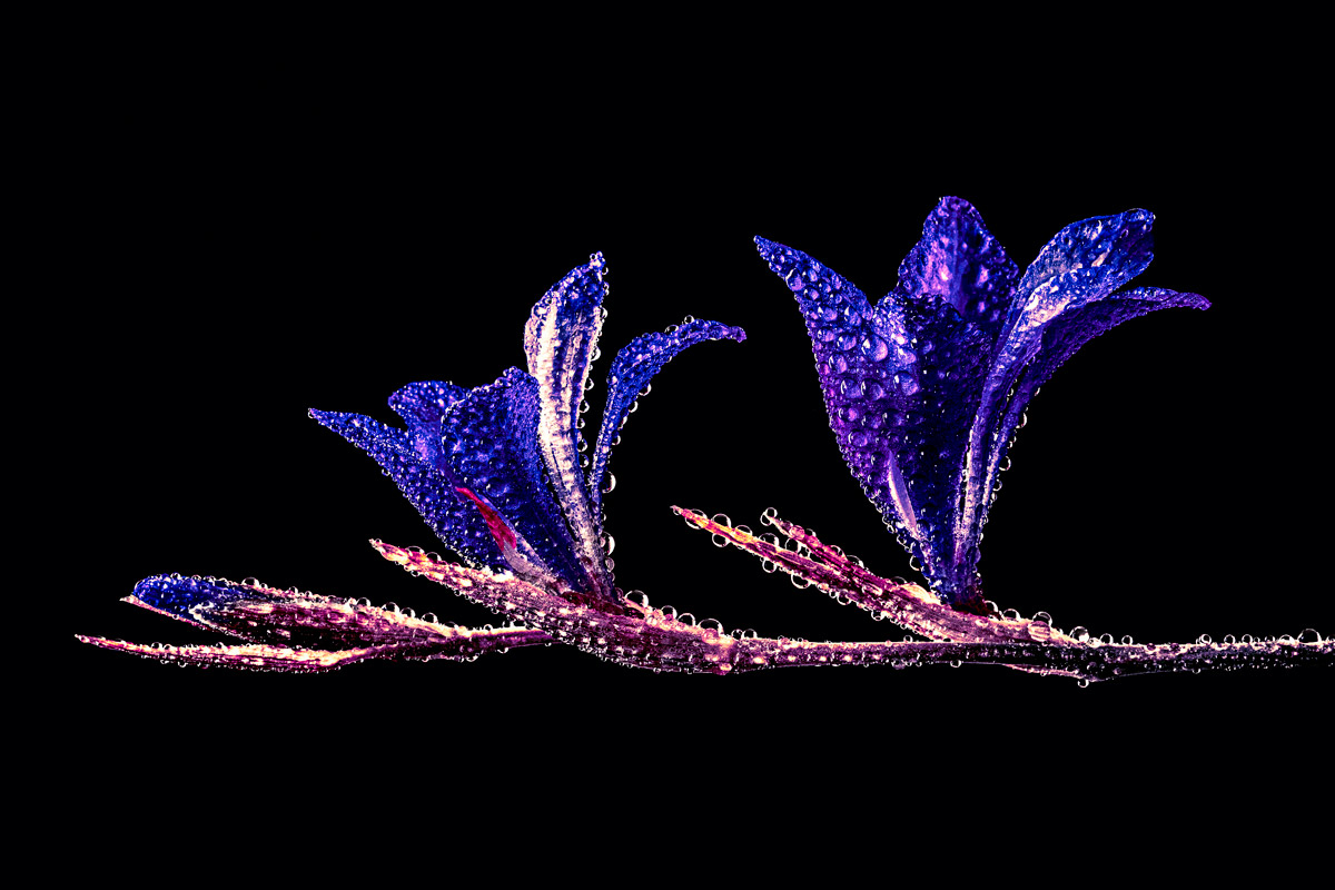 Blue, pink and purple