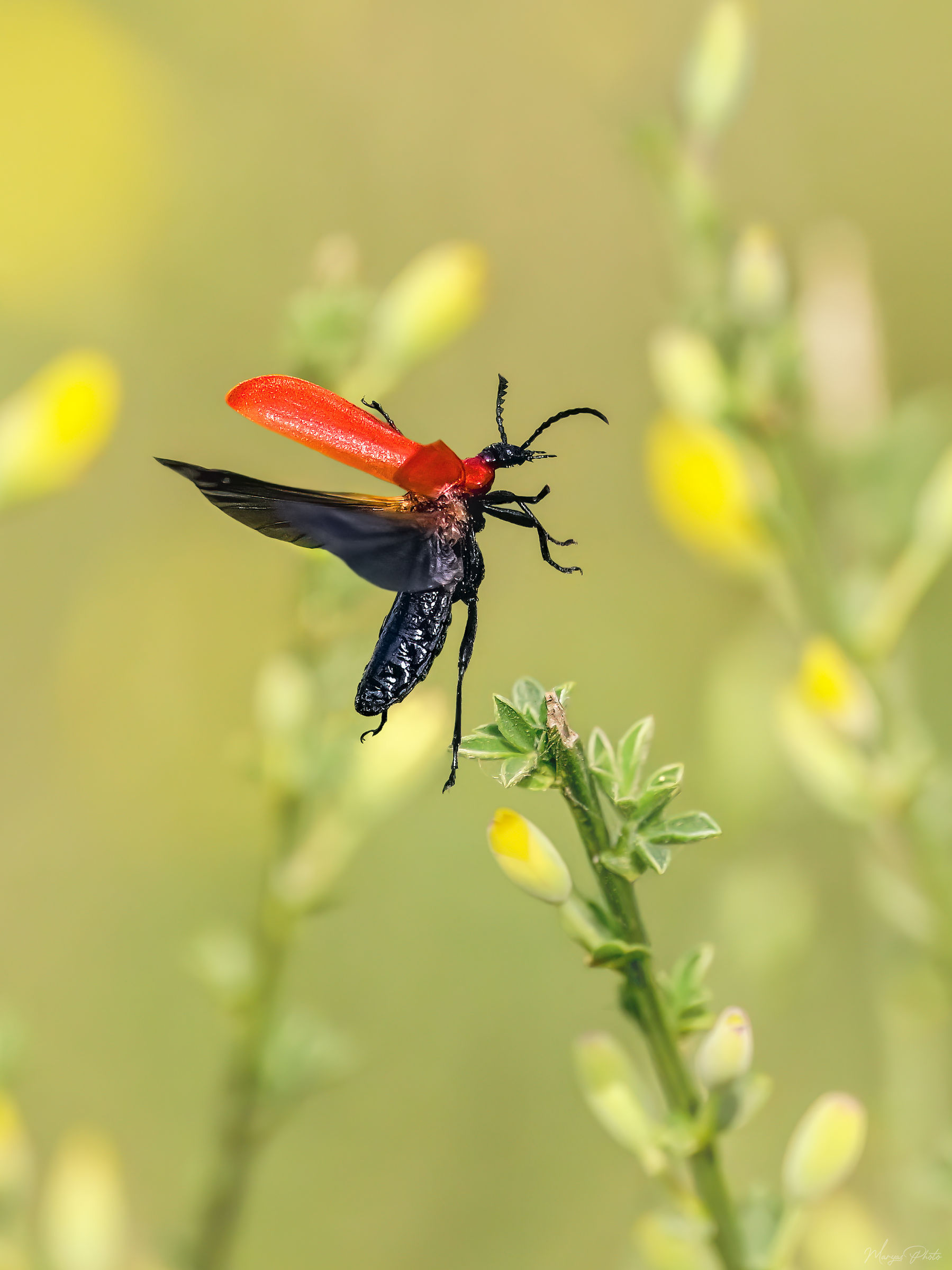 Il volo dello Scarabeo Cardinale