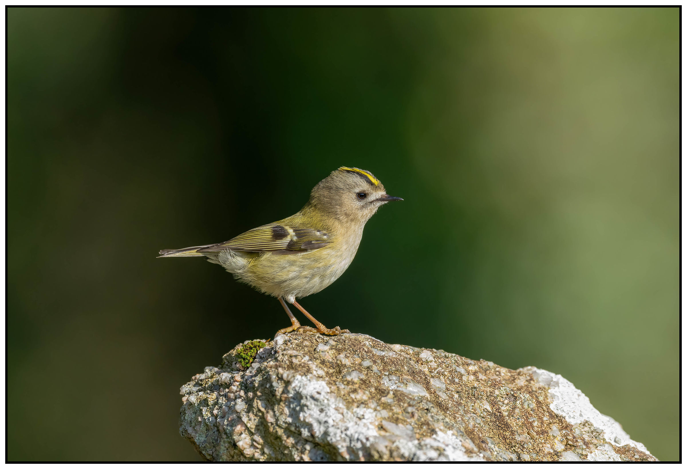 Goldcrest
