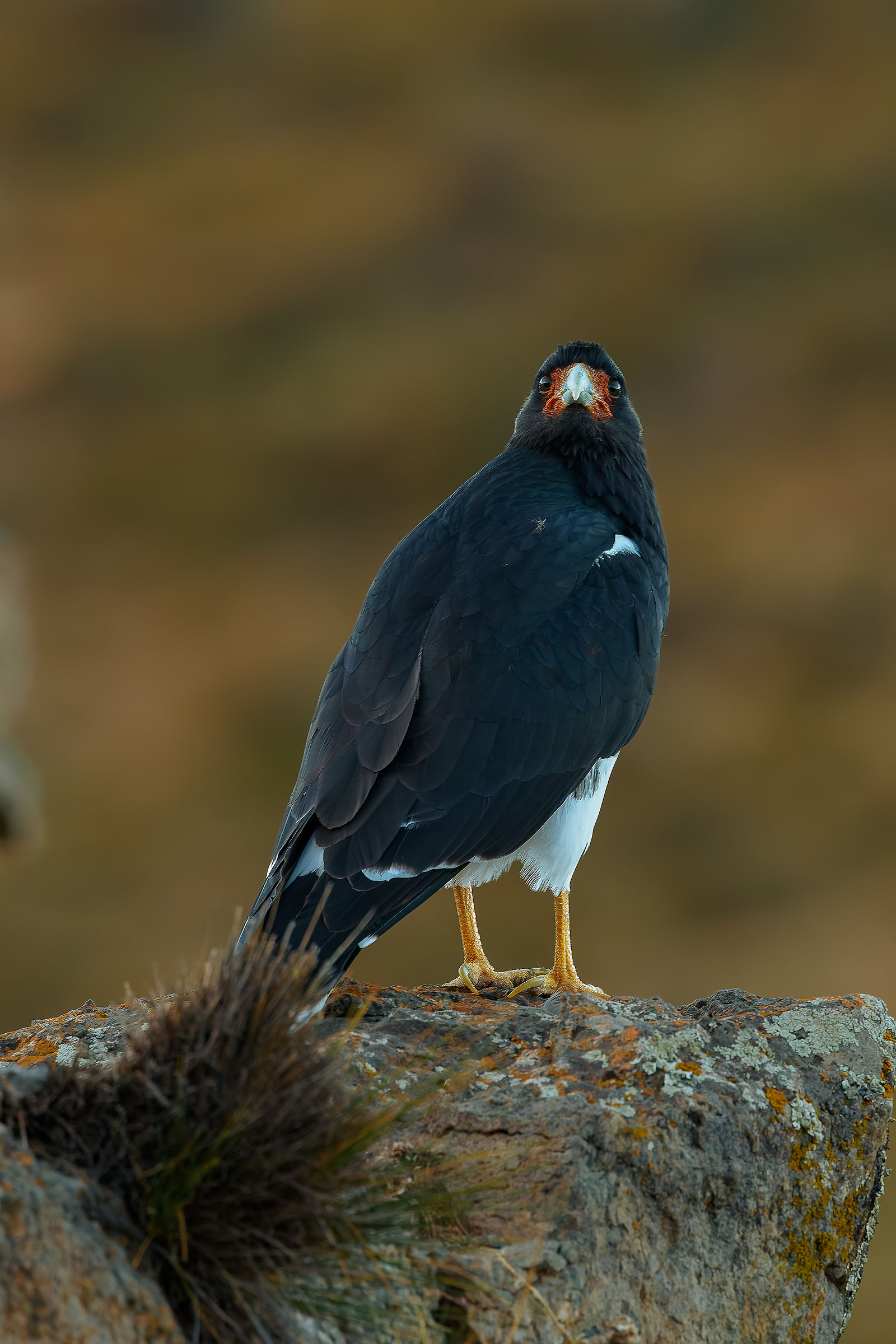 Caracara montano (Phalcoboenus megalopterus)