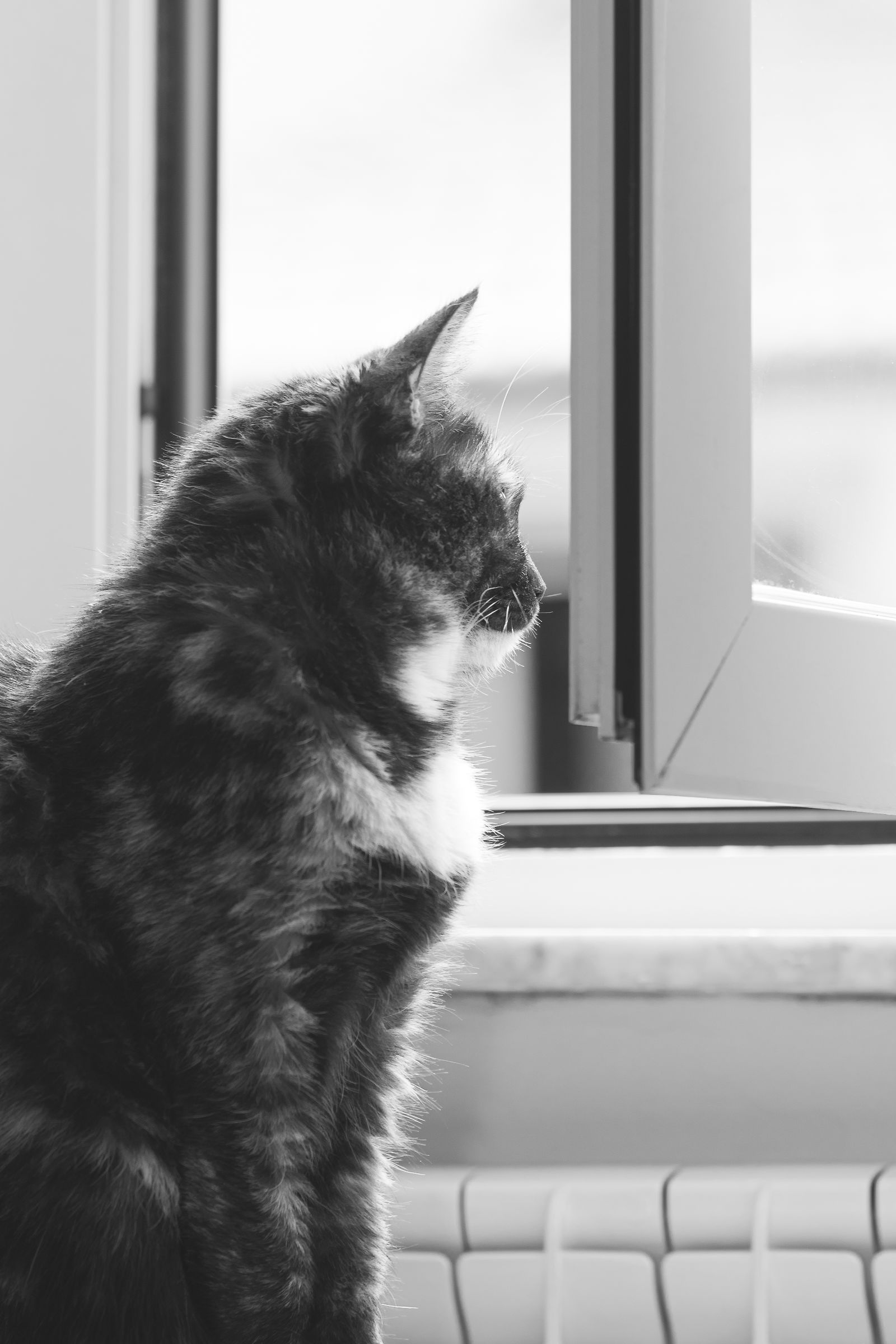 Arya
