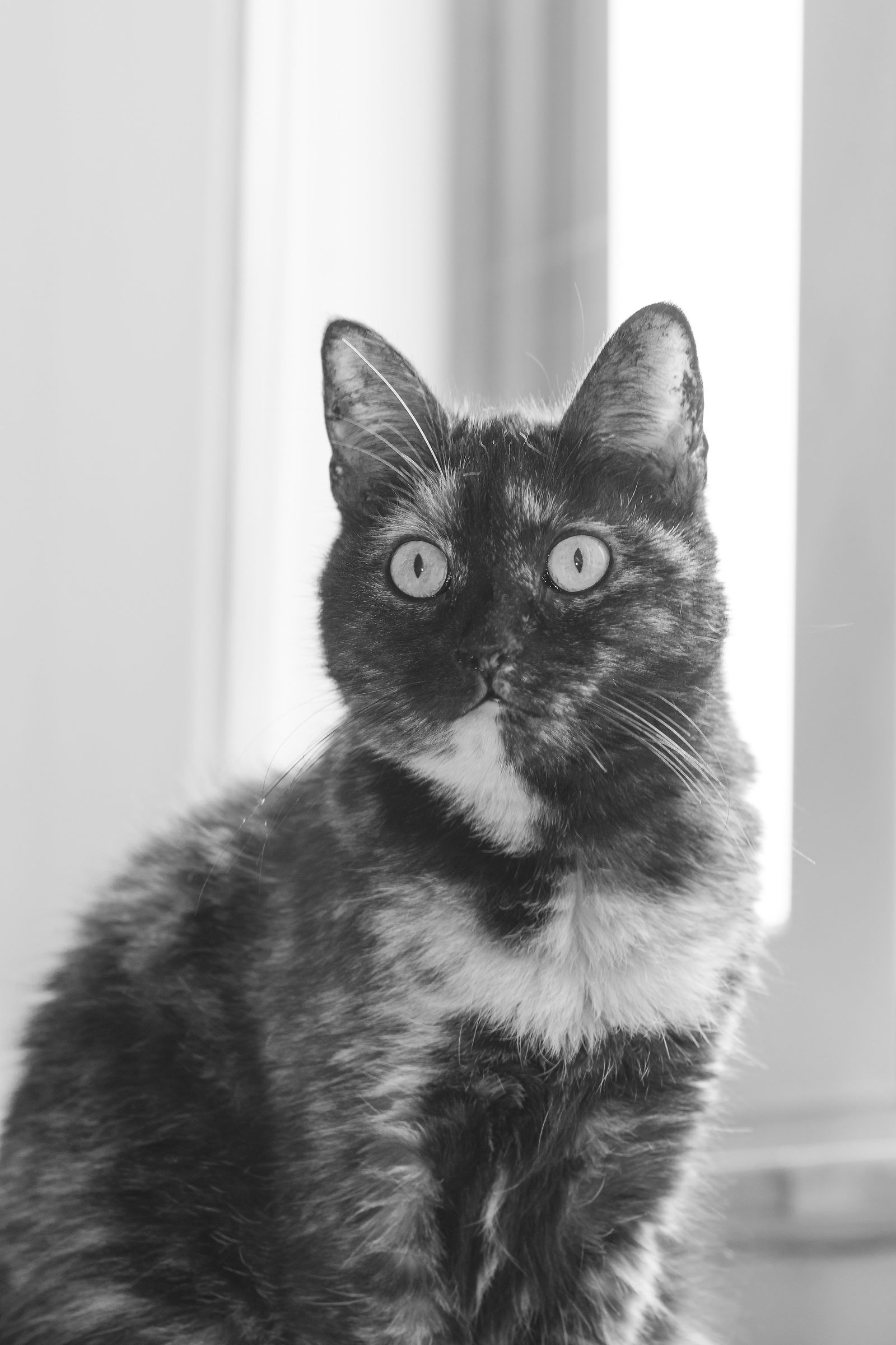 Arya