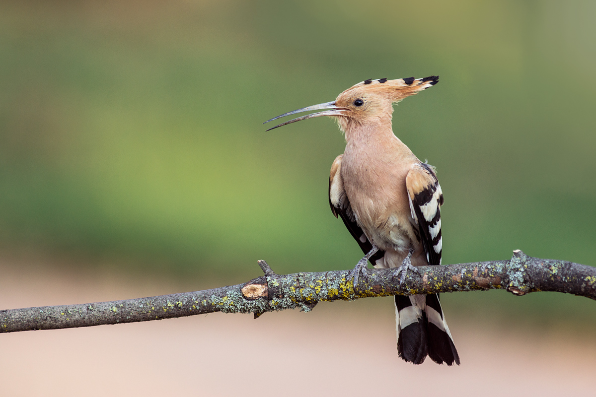 hoopoe