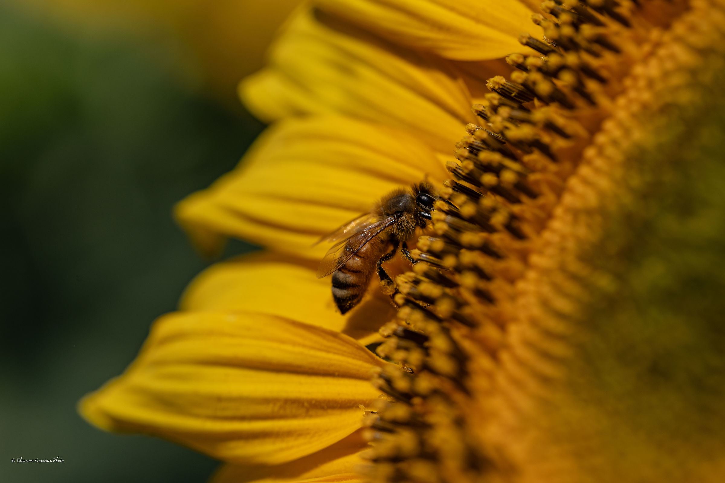 Ape su girasole
