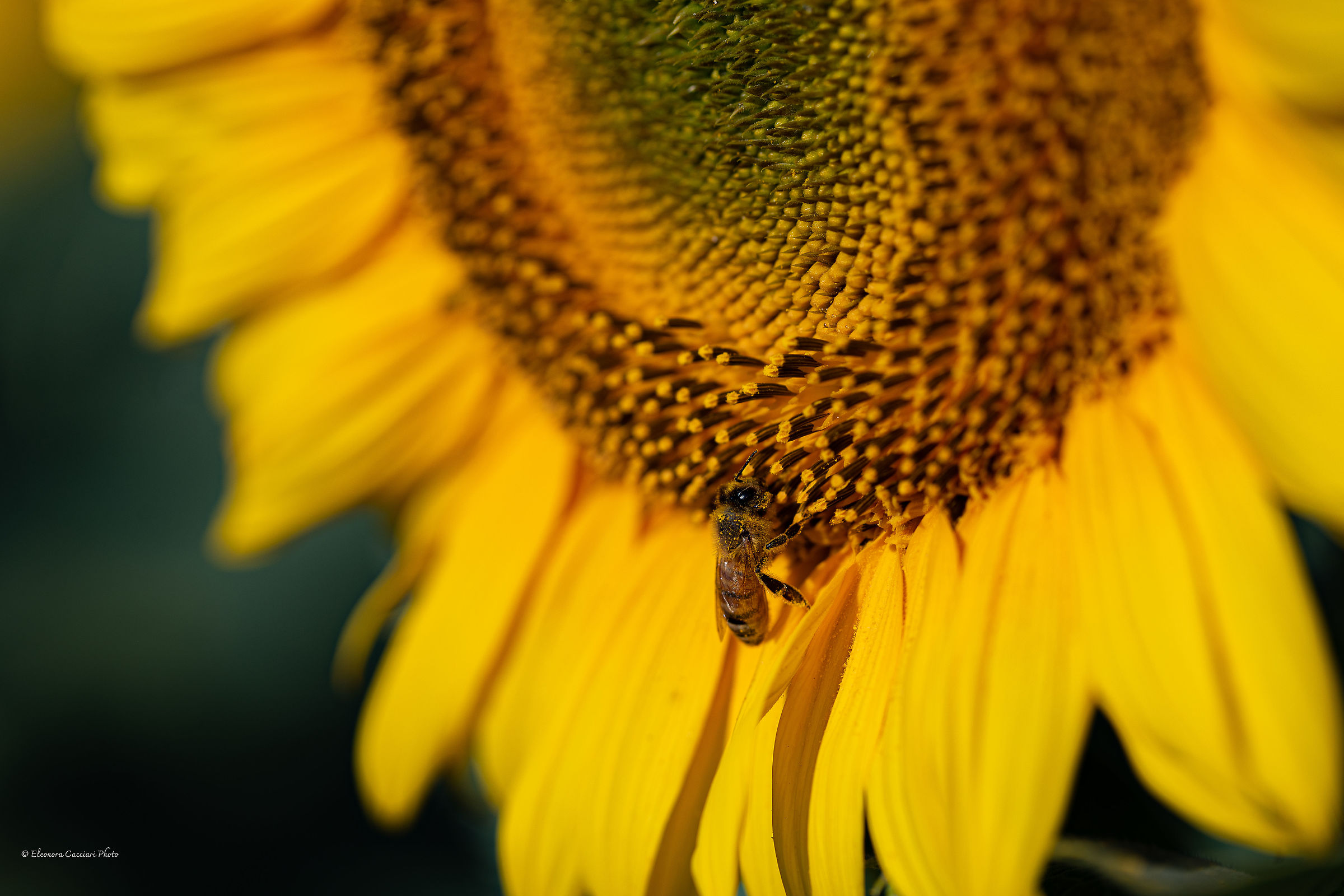 Ape su girasole