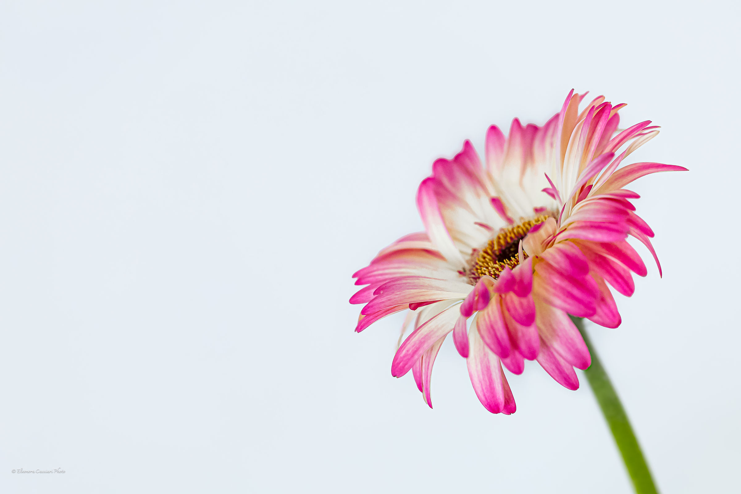 fiore