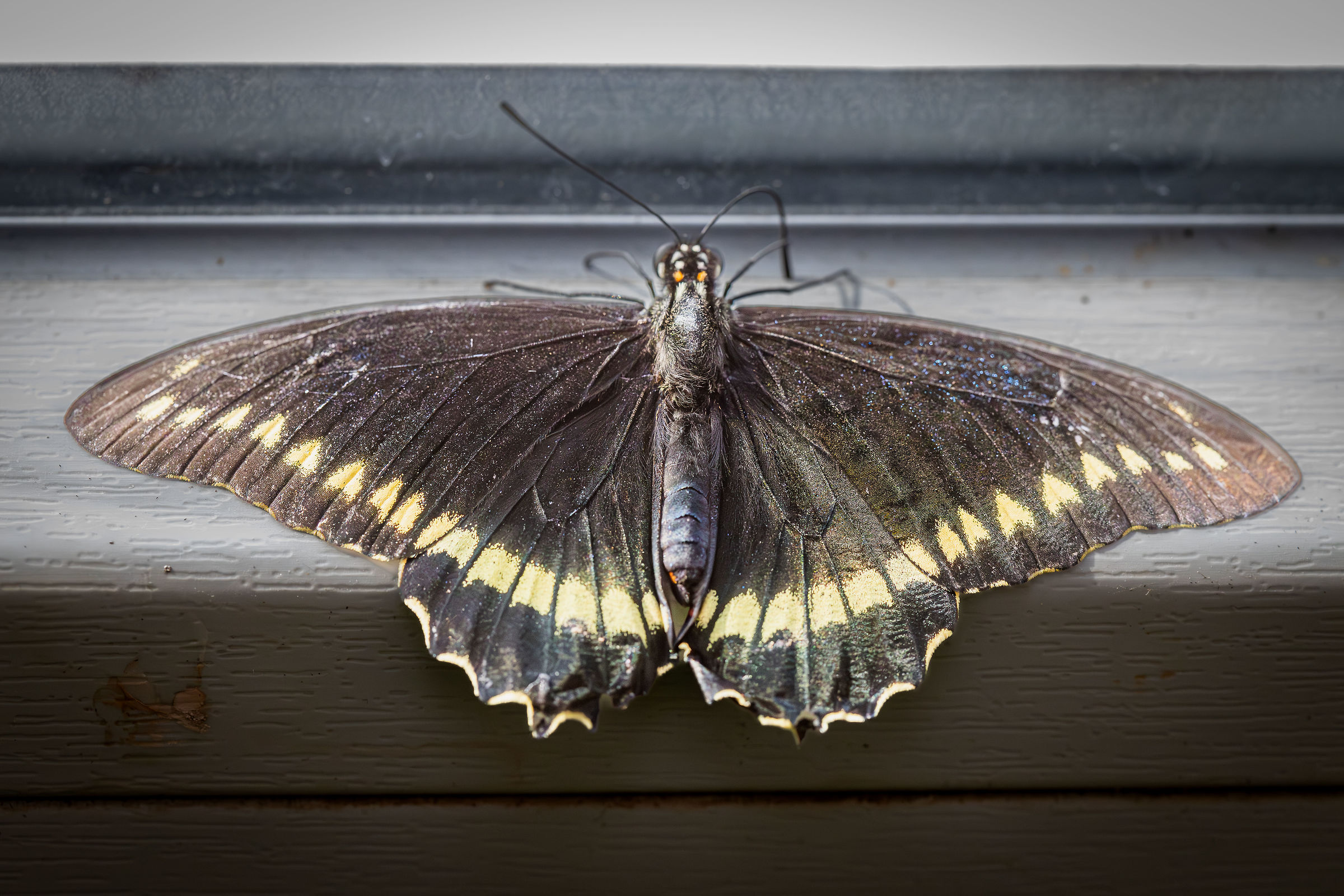 coda di rondine polidamas (Battus polydamas)