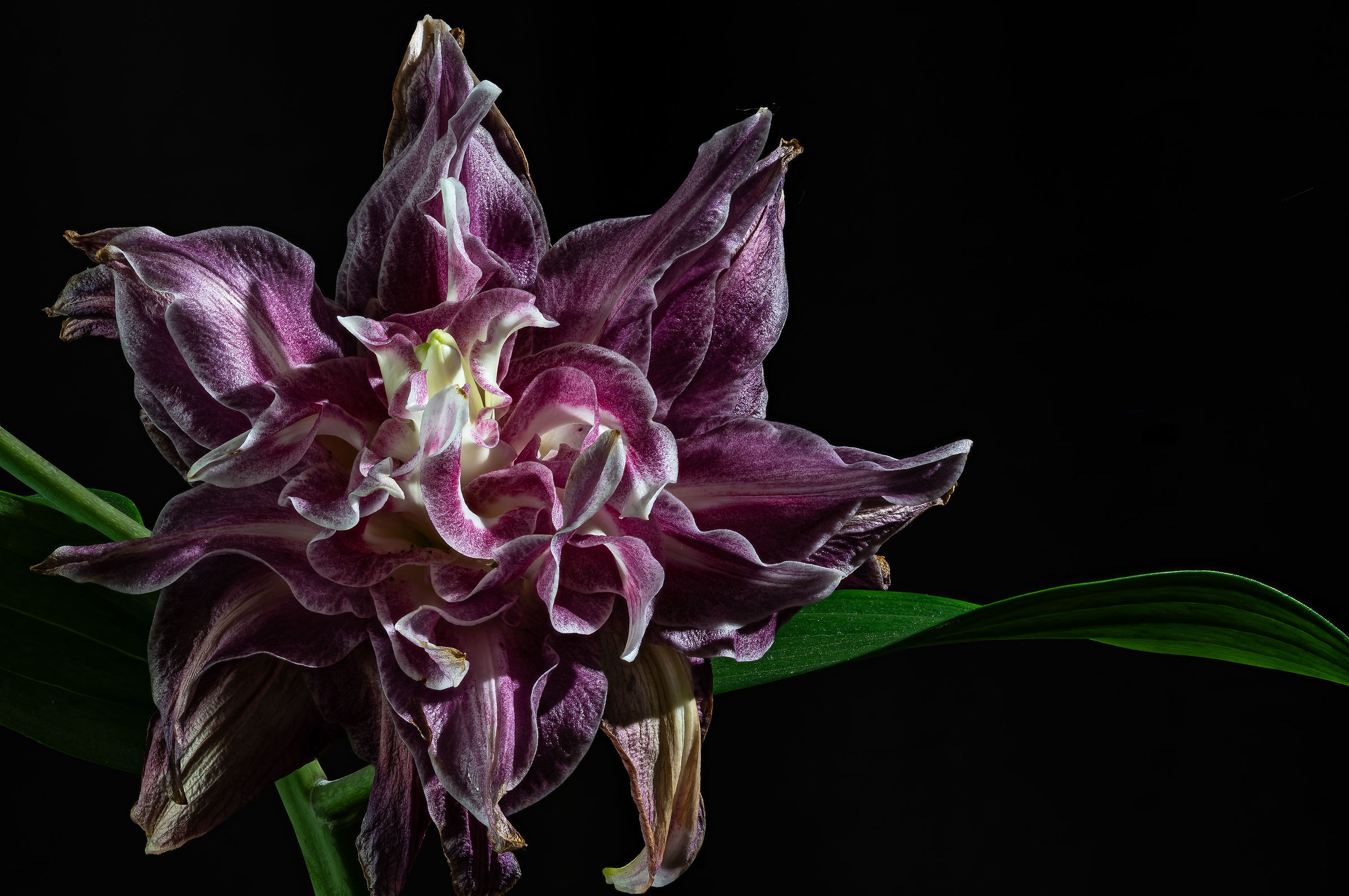 Lilium