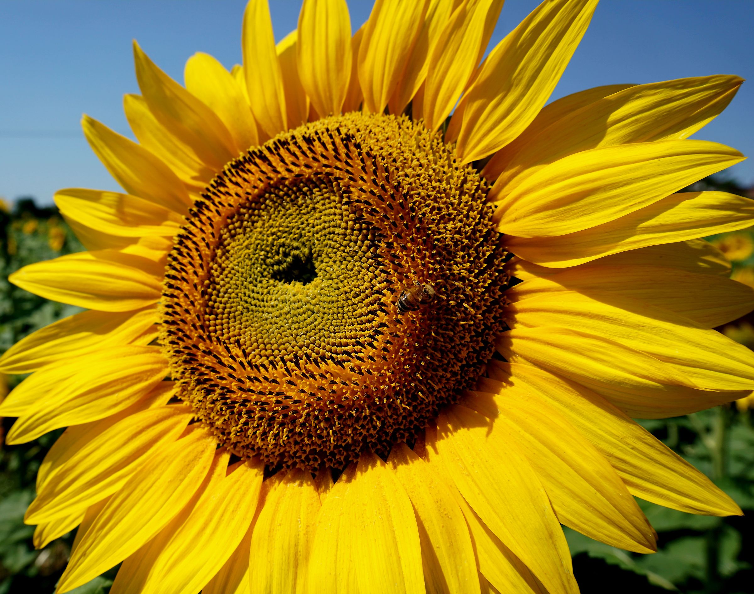 Sunflower