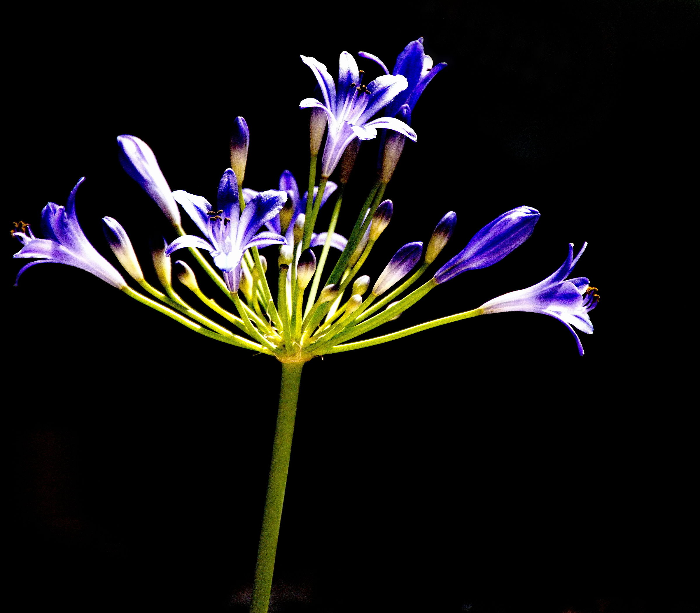 Agapanthus