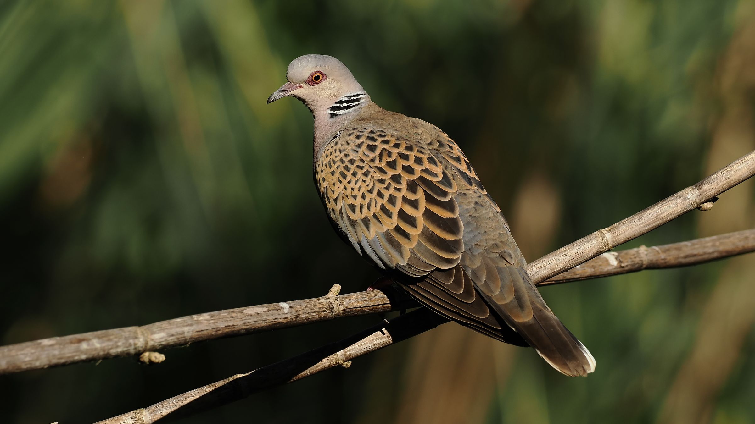 Turtledove