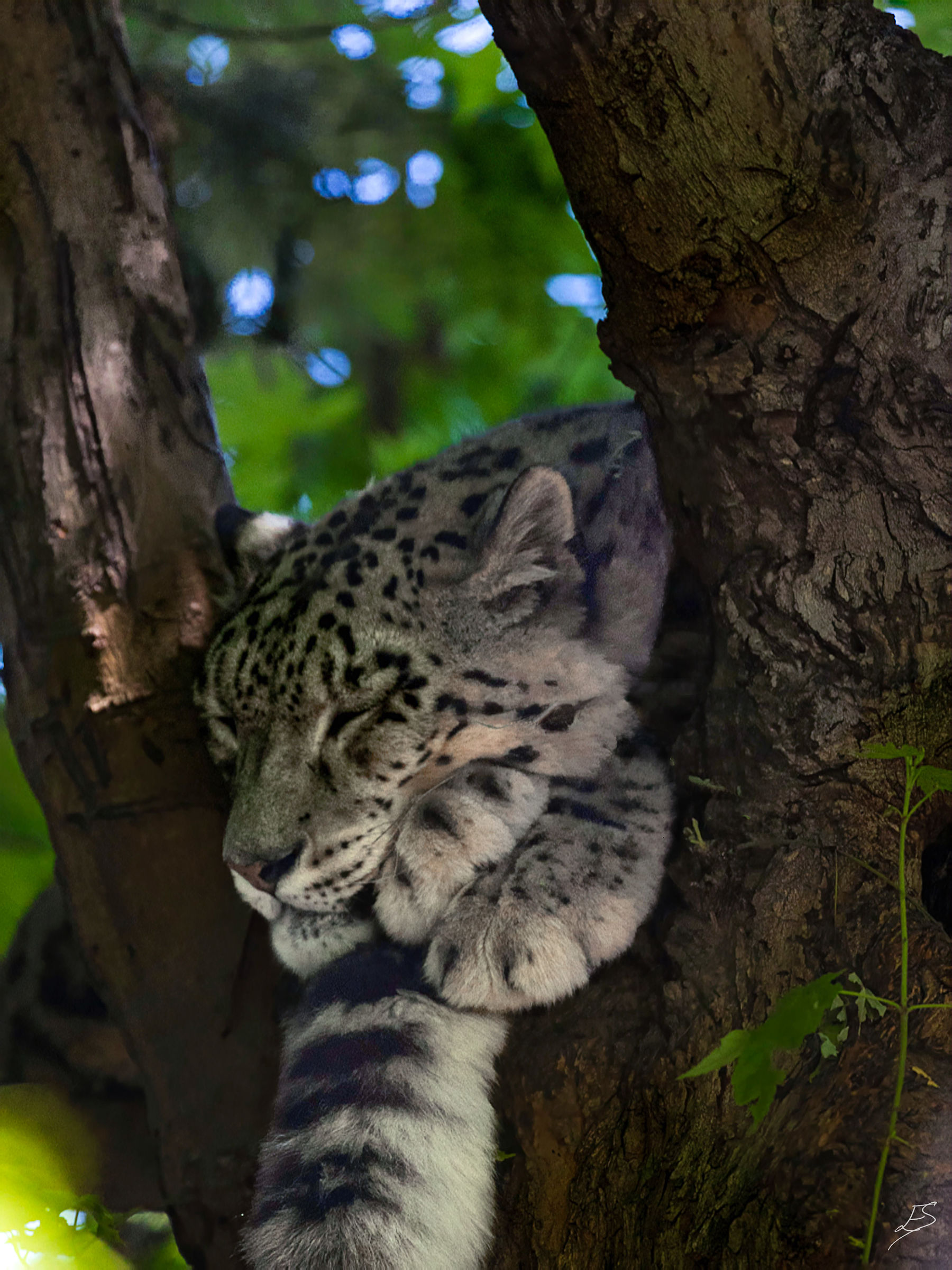 sleeping