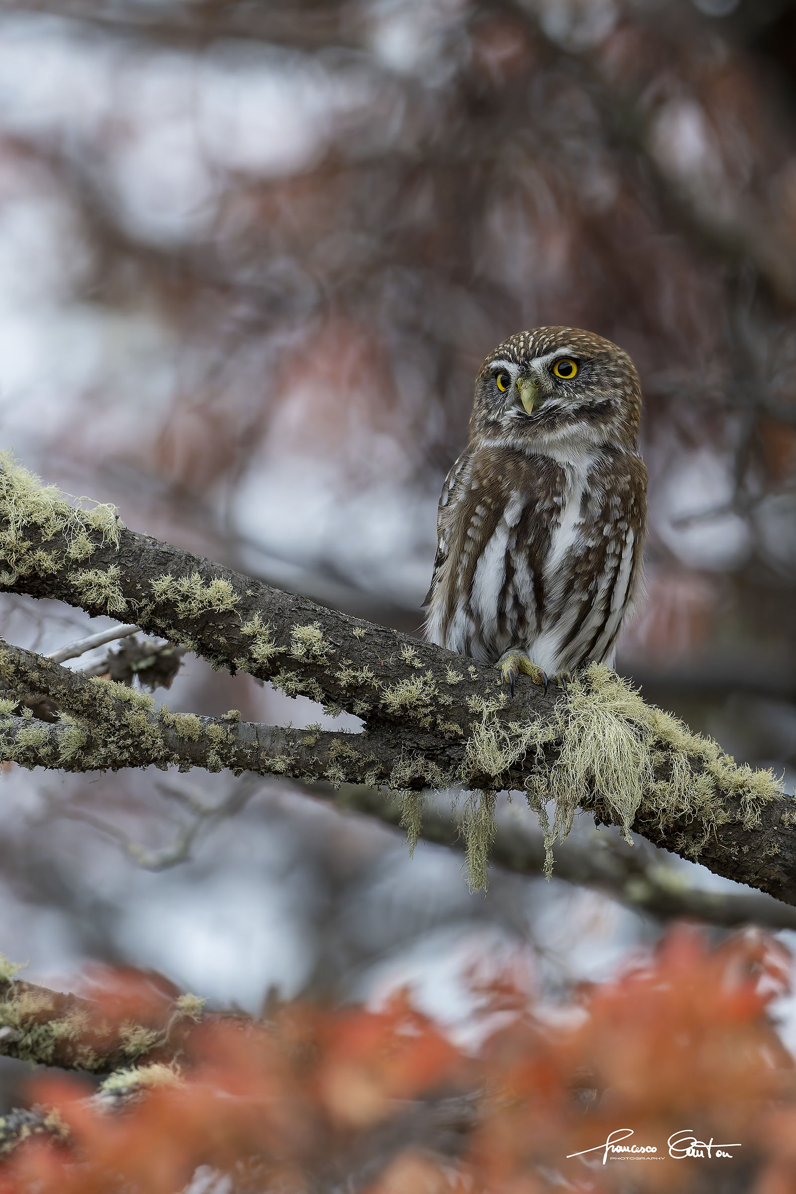 Southern pygmy owl