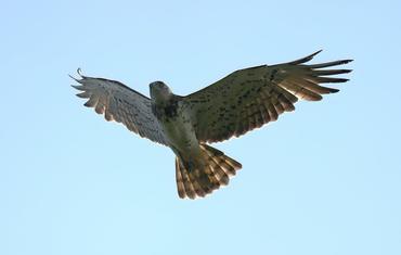 5317657