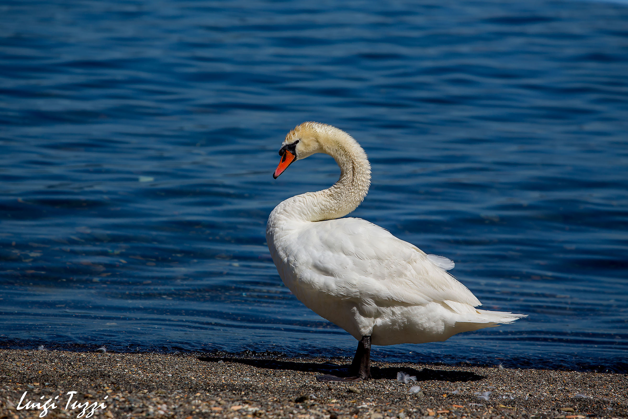 sig. cigno