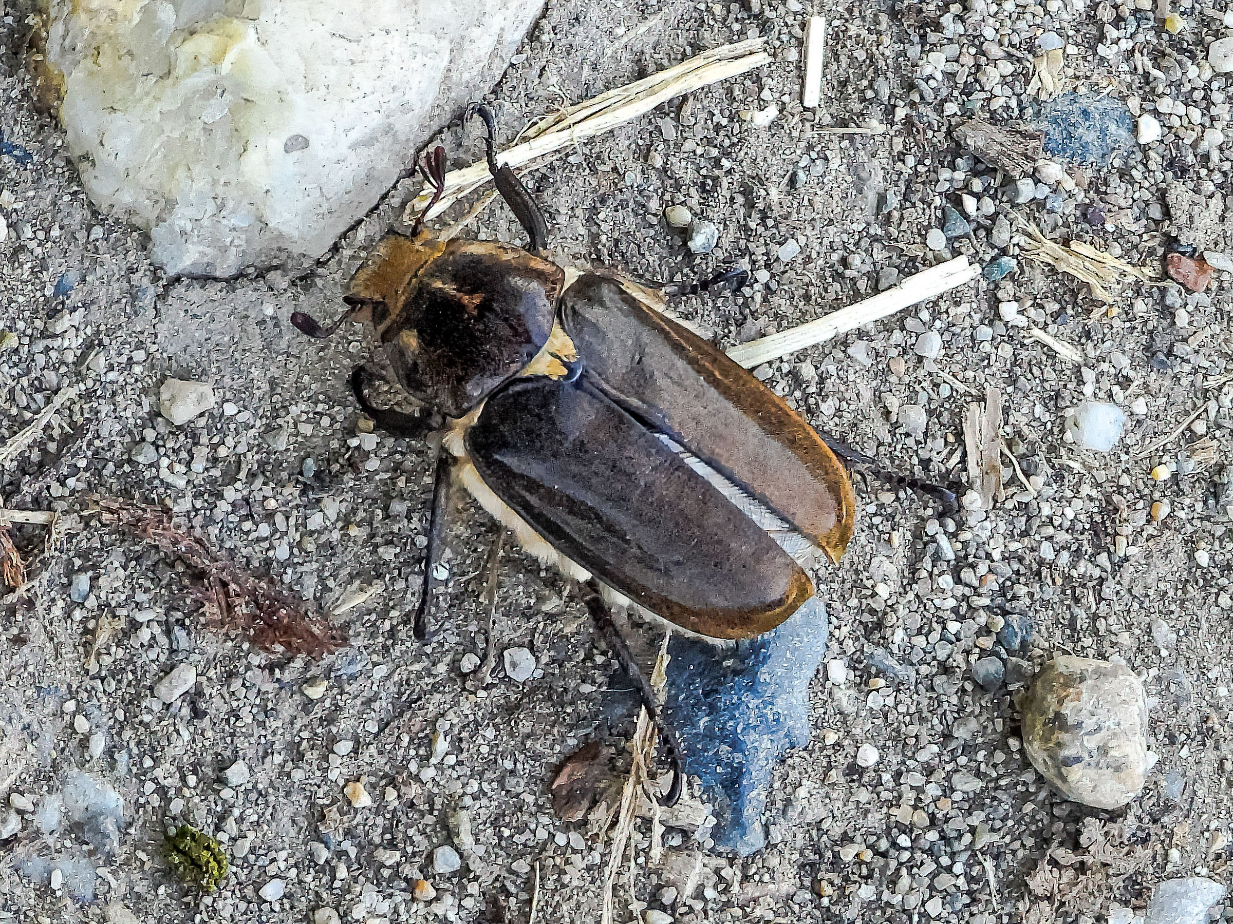 Anoxia villosa