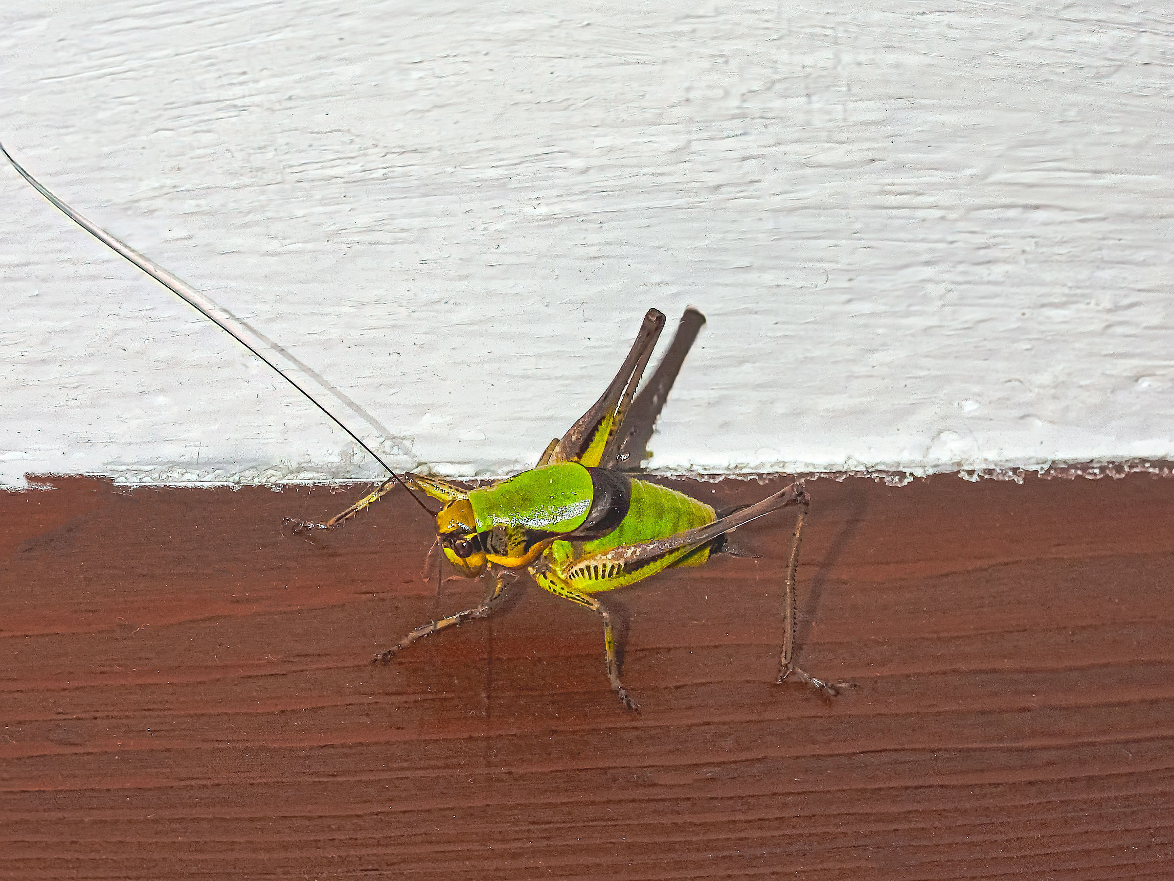 Tettigonidae