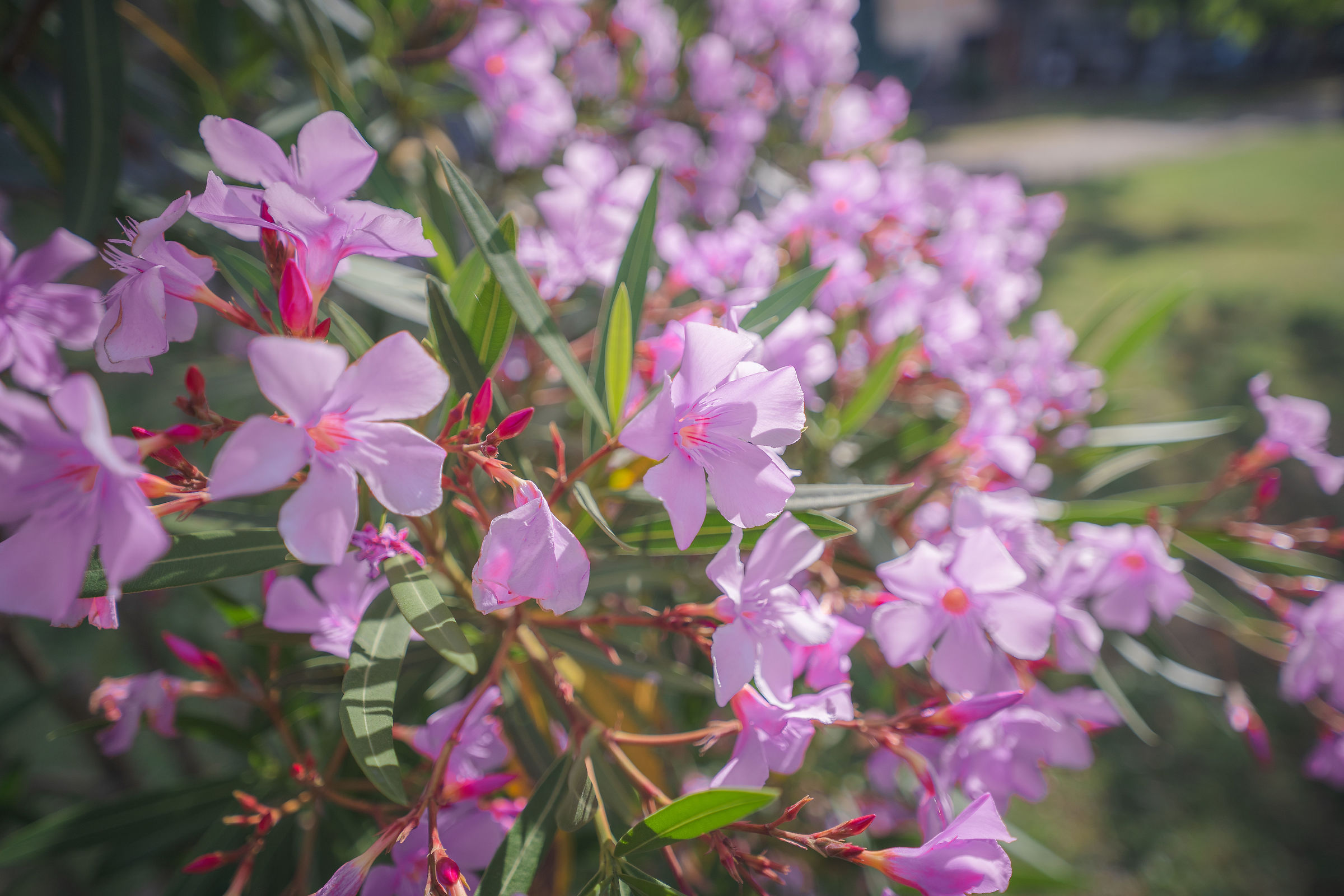 Spring walks