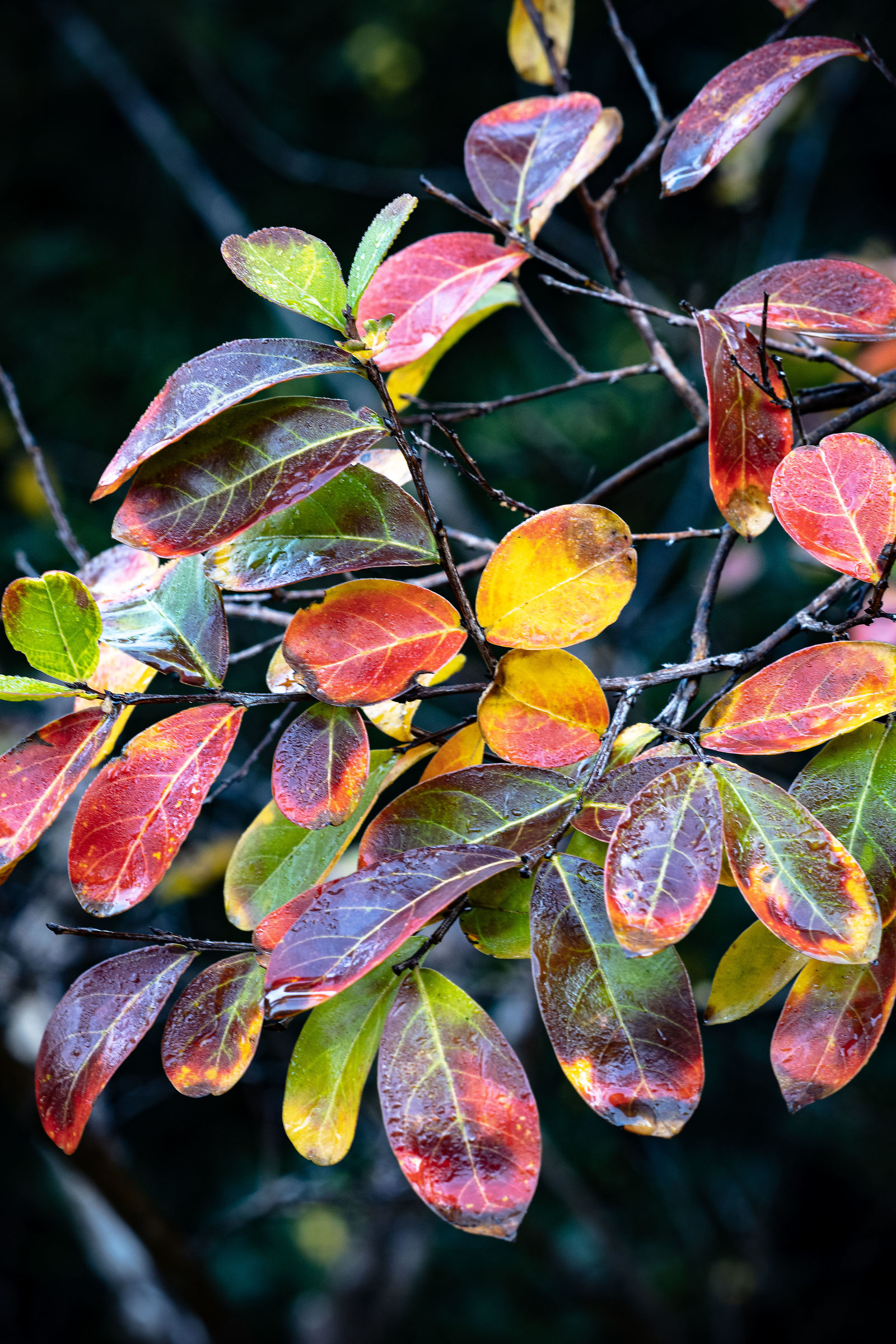 colori d'autunno