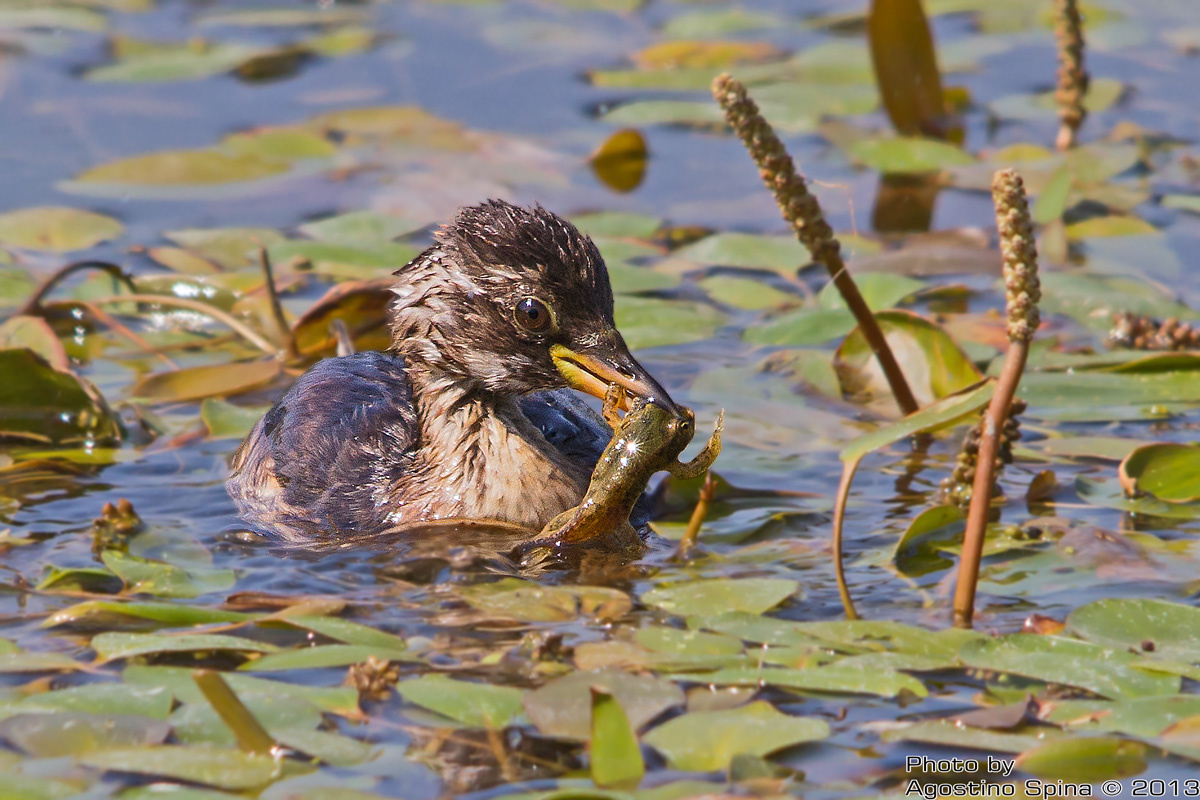 Il tufetto - piccolo ma micidiale