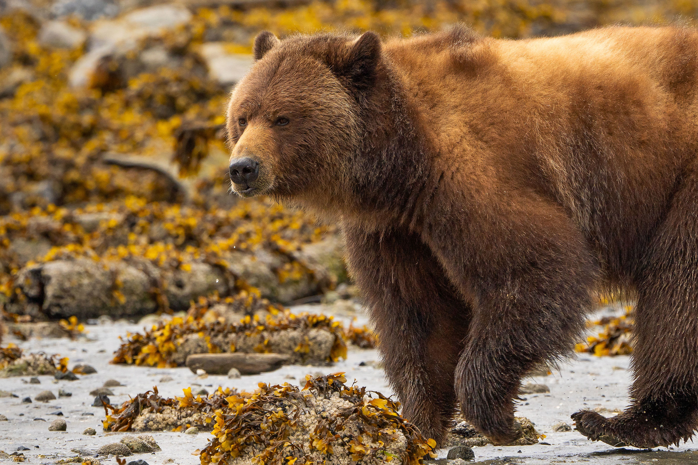 Mamma Grizzly