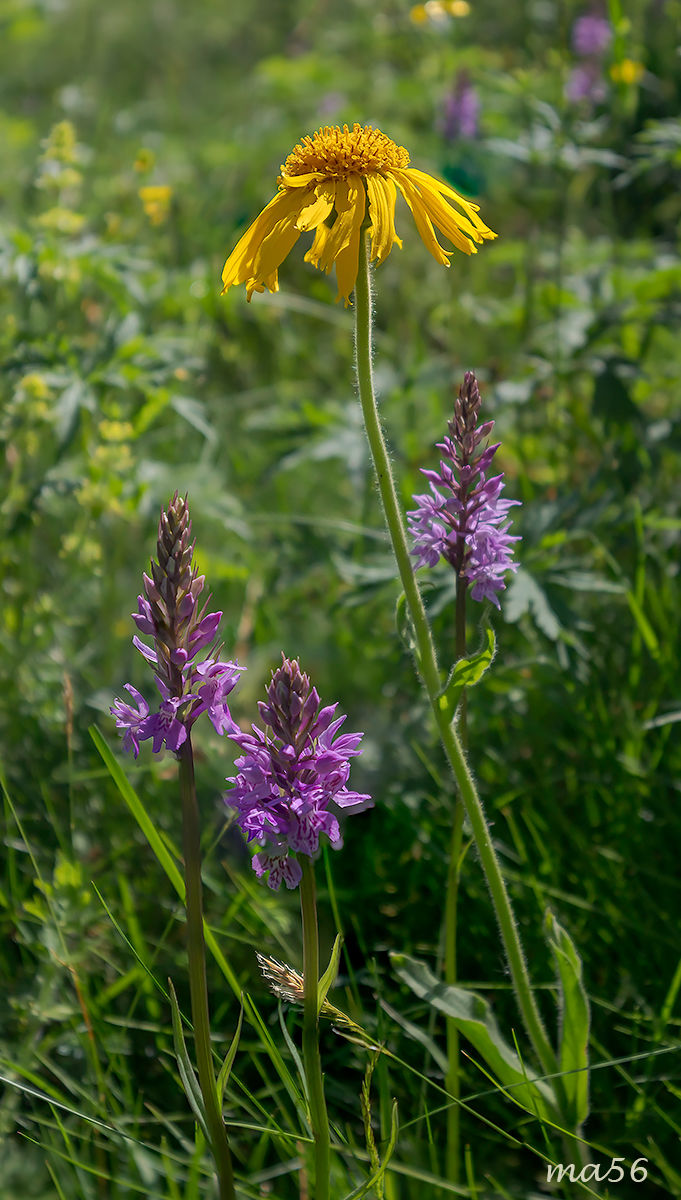 Arnica e orchidee