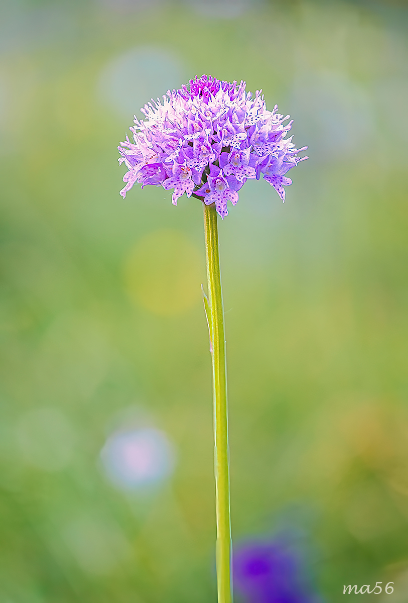 Orchidea dei pascoli