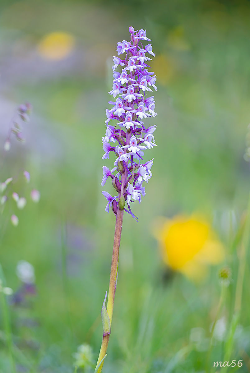 Gymnadenia conopsea