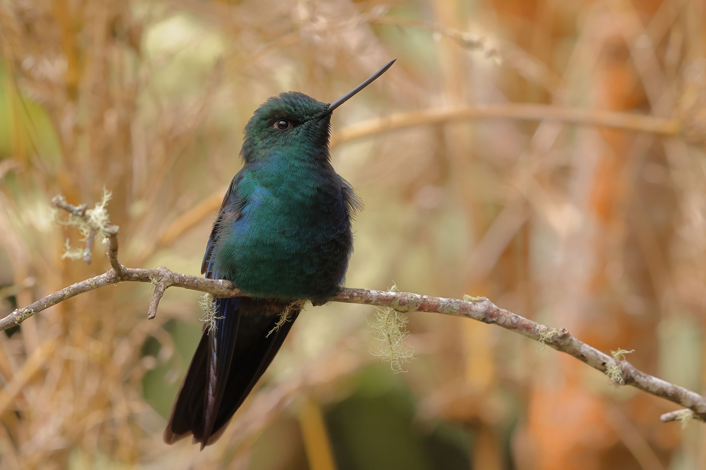 Colibrì ali di zaffiro