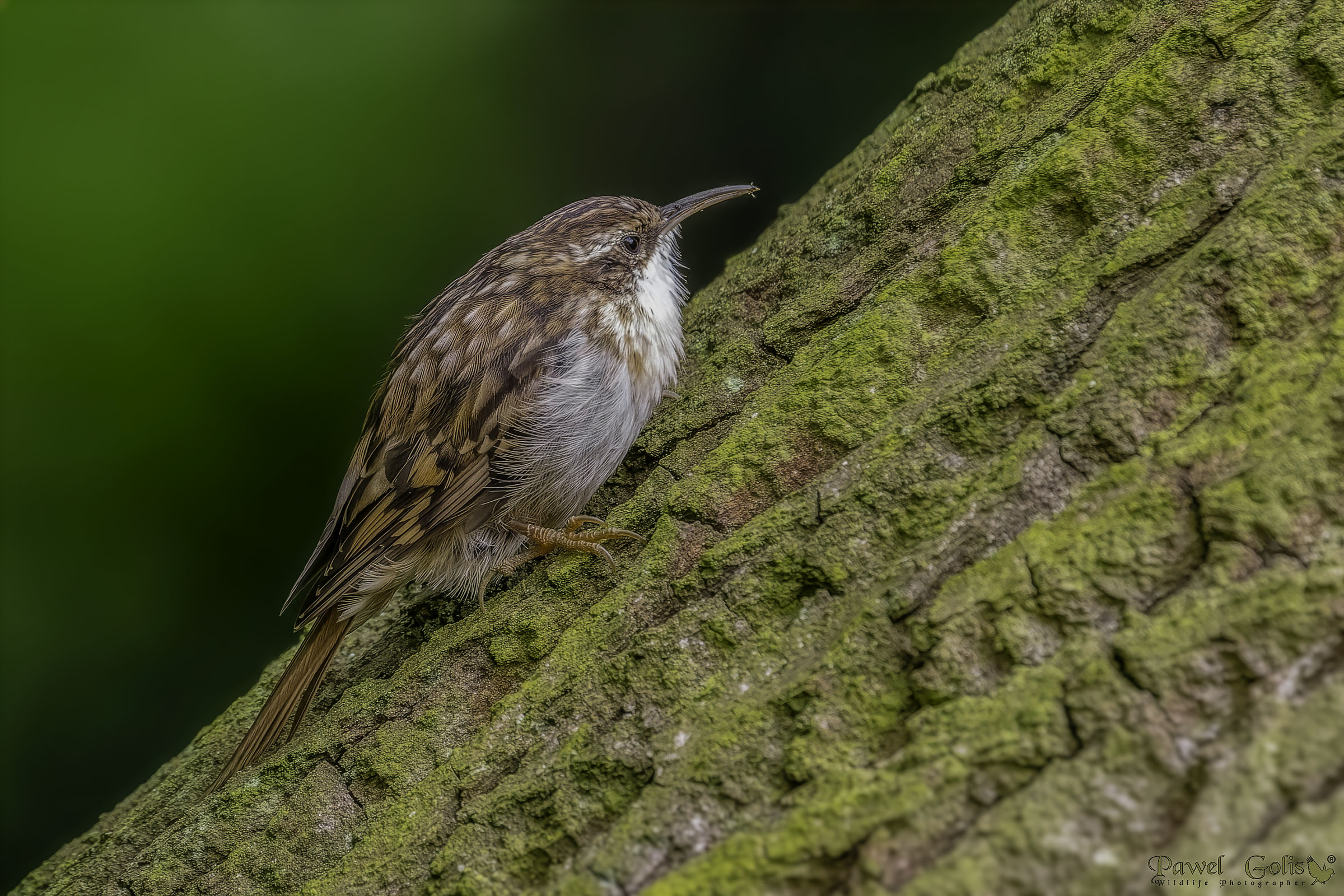 Eurasian Treecreeper (Certhia familiaris)