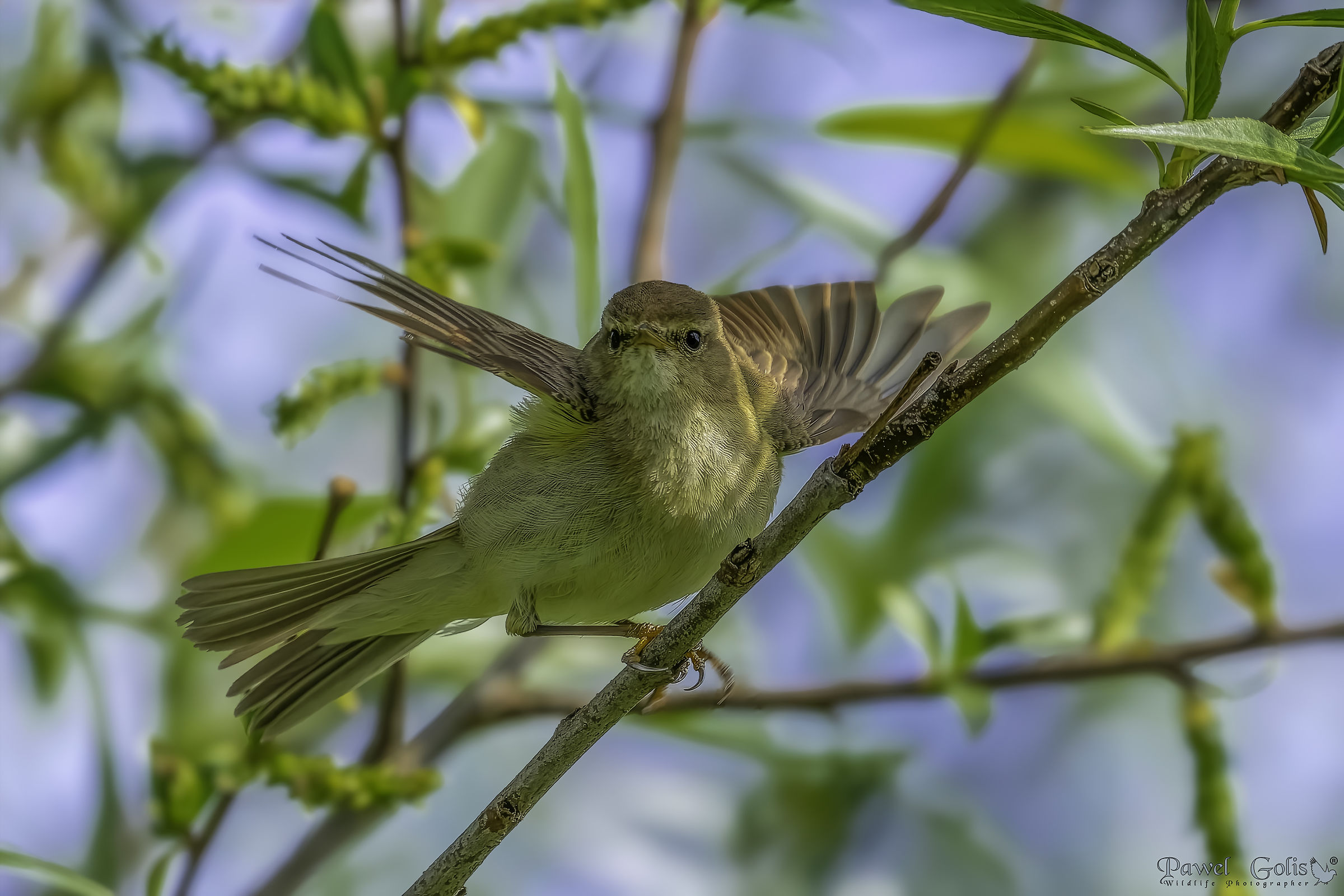 Common chiffchaaff (Phylloscopus collybita)