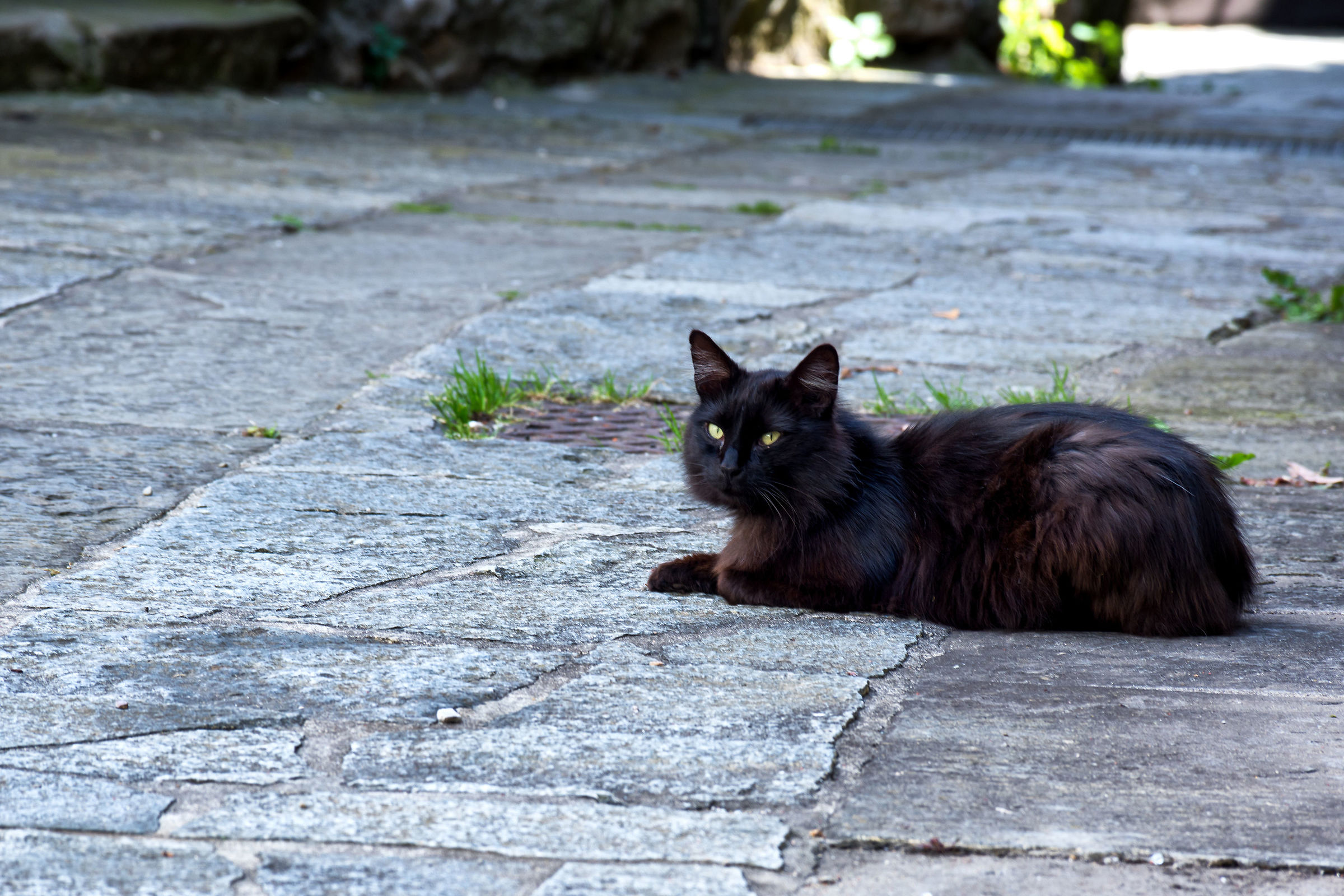 Il gatto di Serò