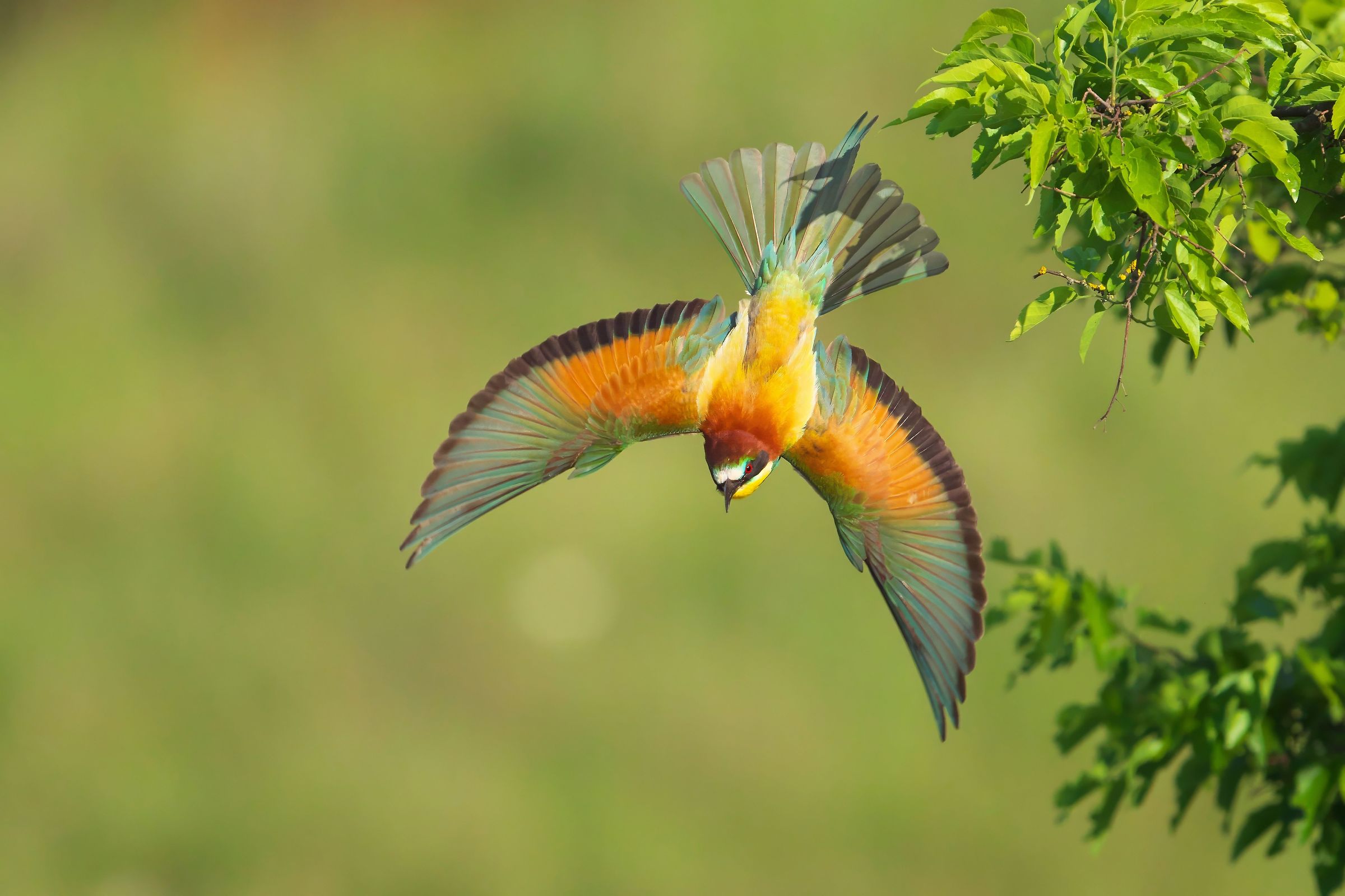 Aerial acrobat II