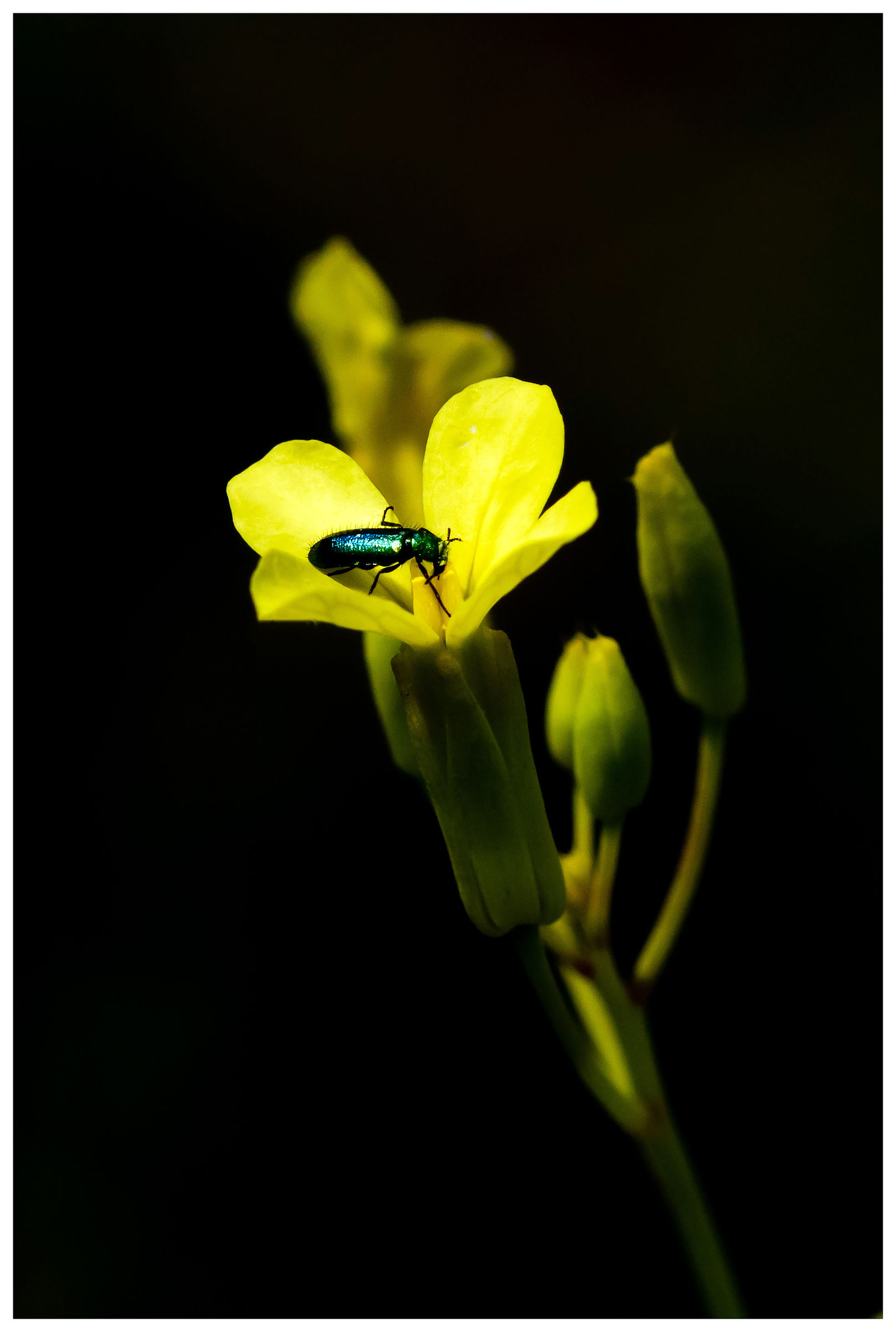 Coleottero Melyridae...
