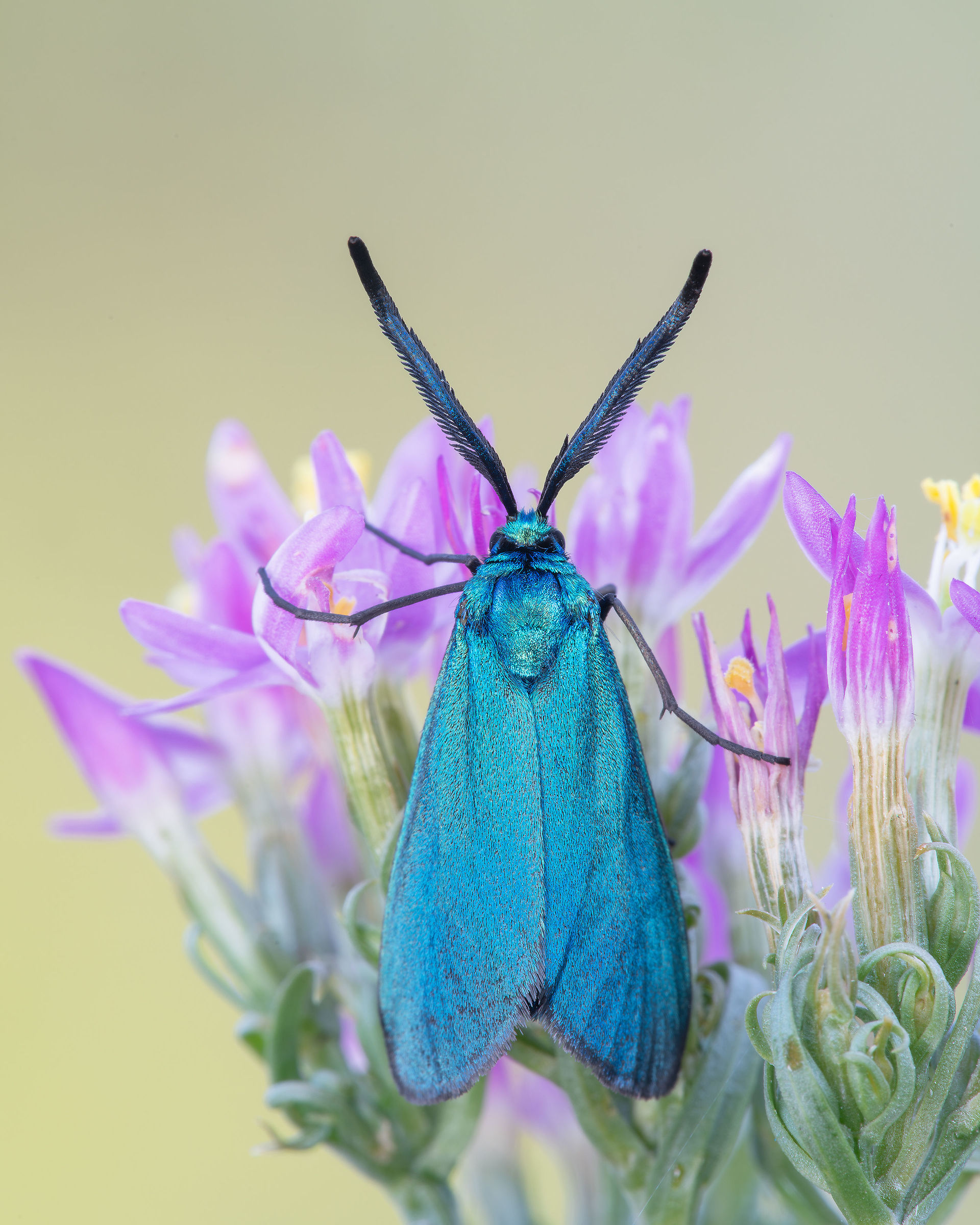 Adscita sp.