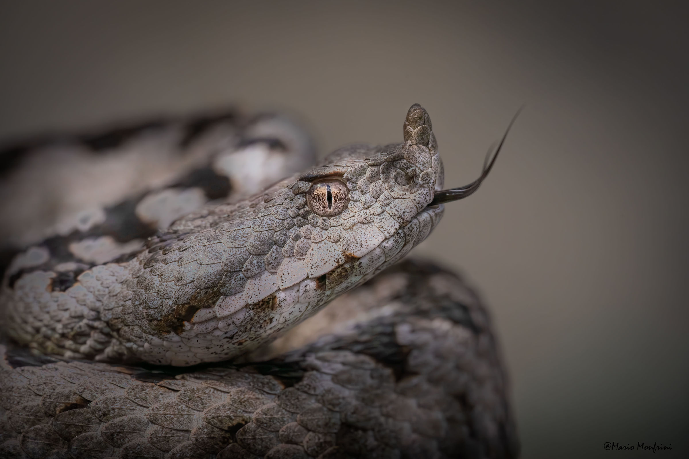 Vipera dal corno (Vipera ammodytes)