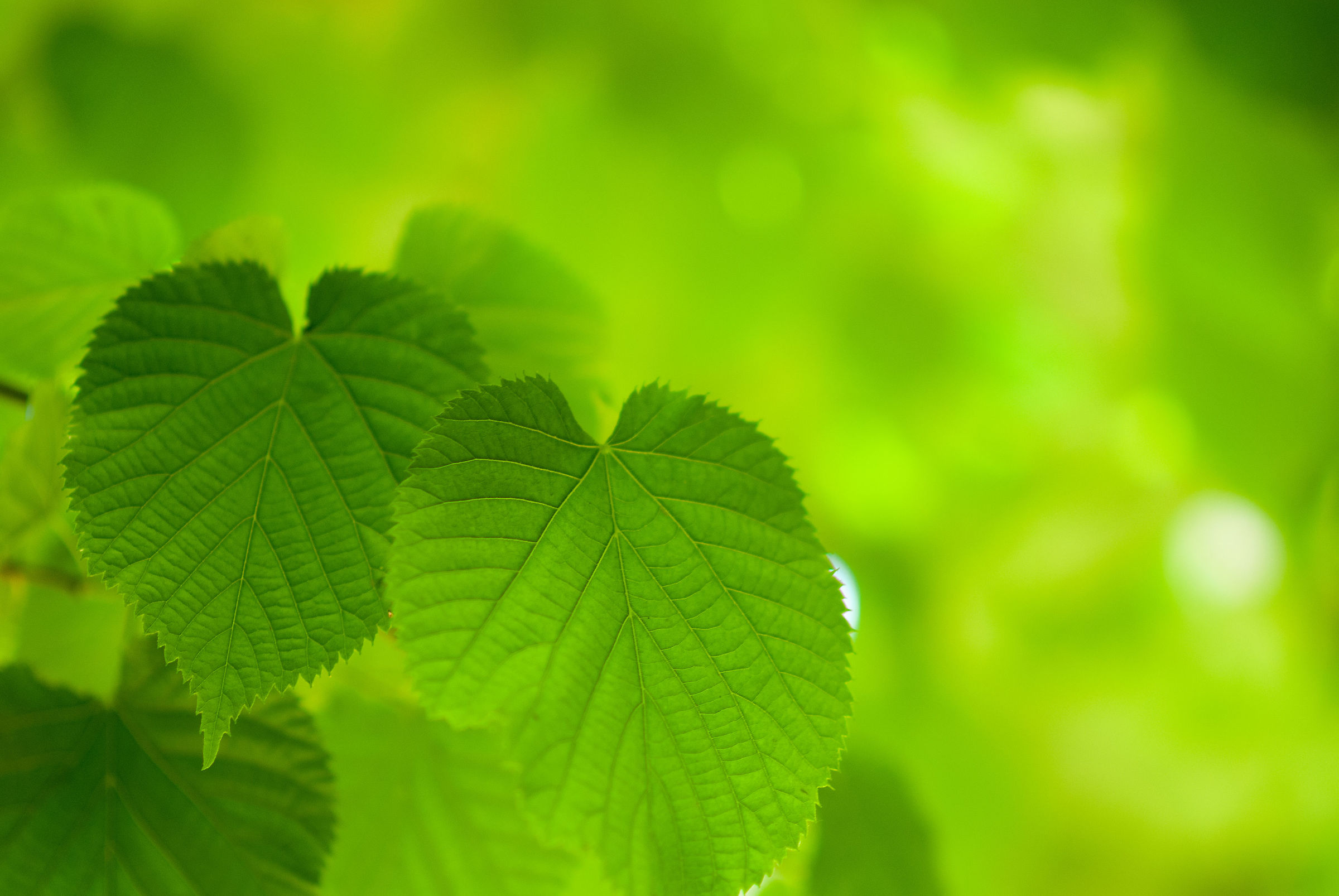 verde su verde
