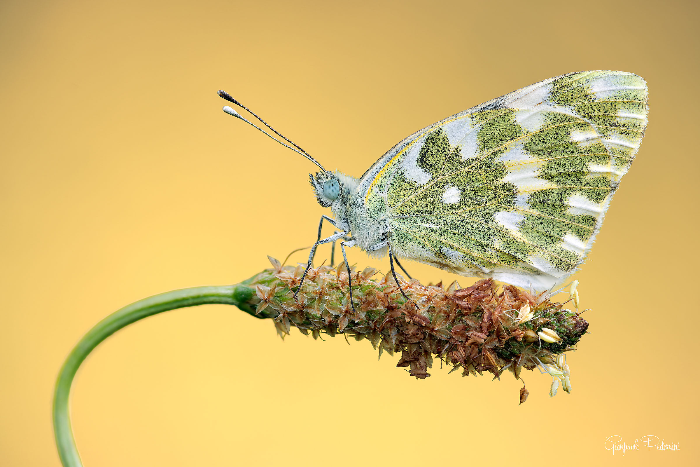 Edusa Pontia